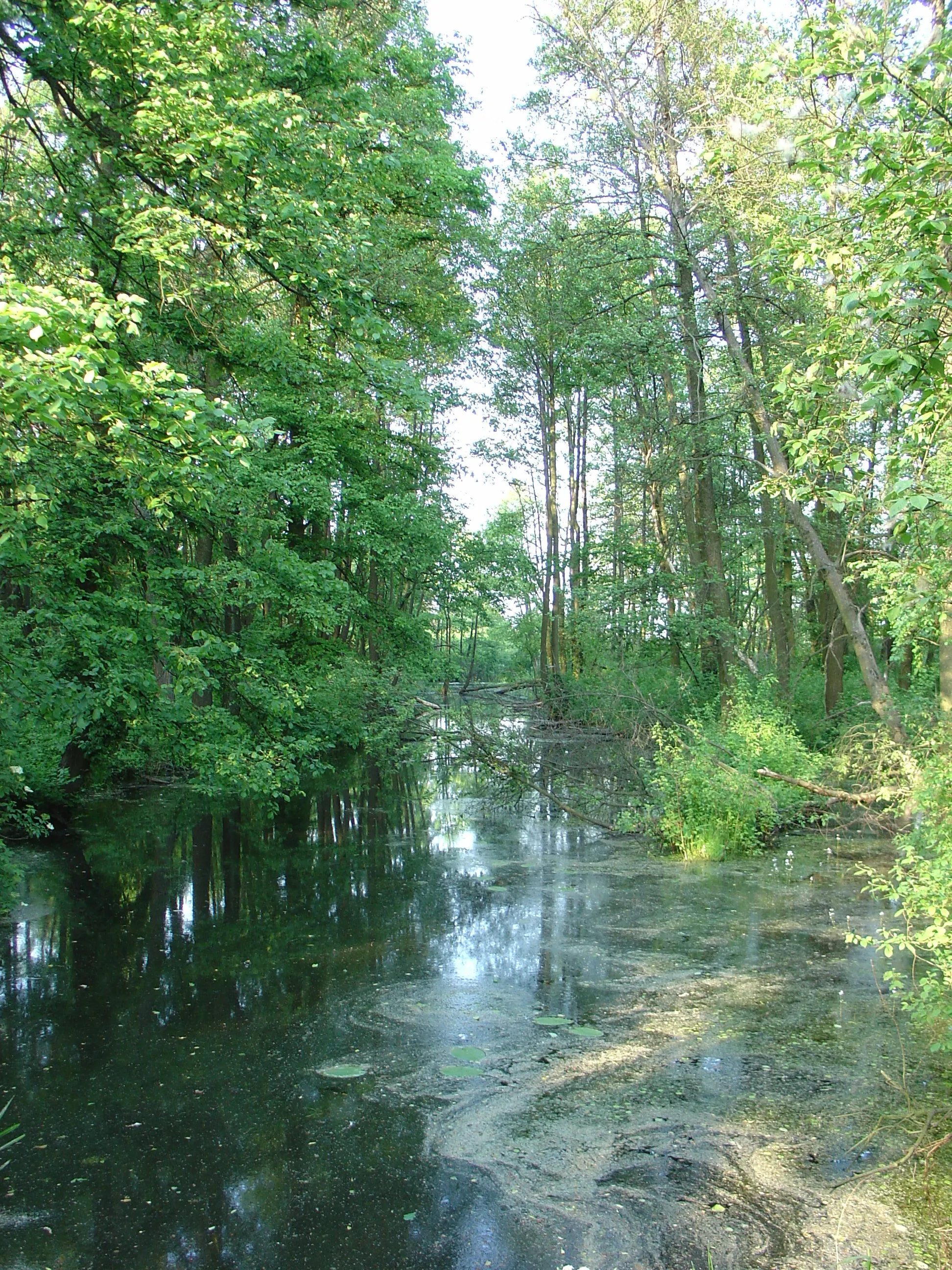 Photo showing: Rzeka w użytkach ekologicznych, okolice Bużysk