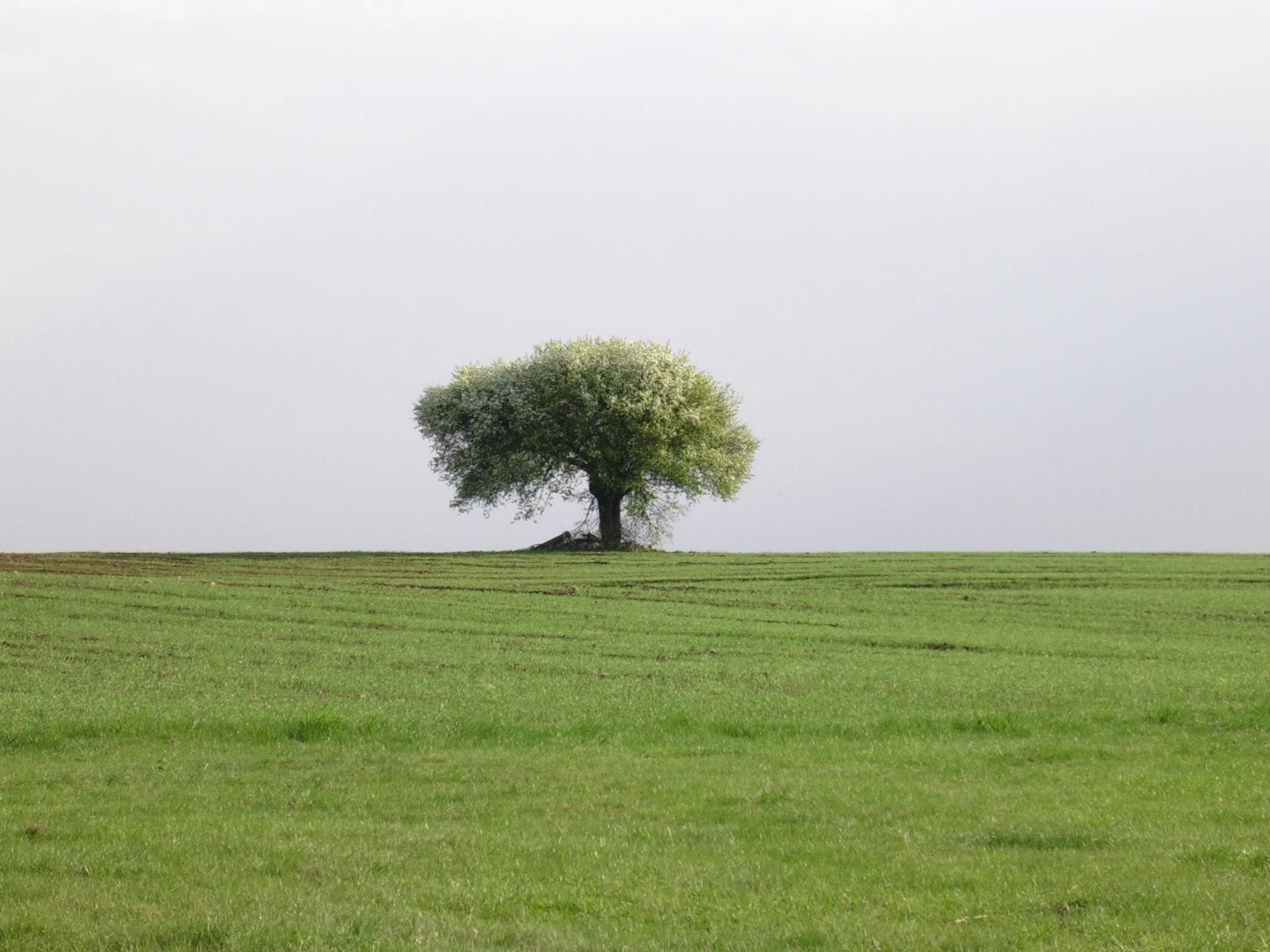 Photo showing: Drzewo na południe od drogi Mężenin - Białystok