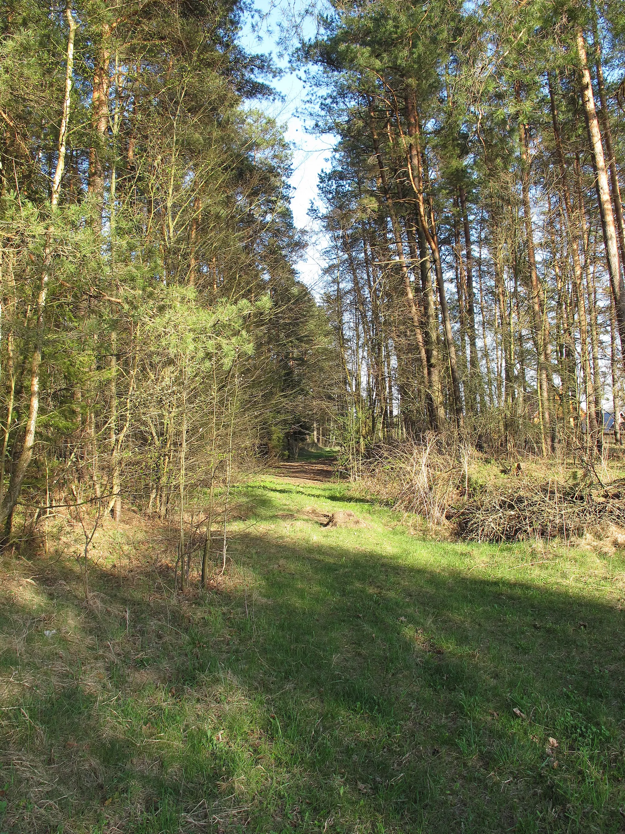 Photo showing: Remains of Knyszyn Forest narrow gauge Railway disassebled trackway near Grodzisko and Nowe Trzciano villages, gmina Szudziałowo, podlaskie, Poland