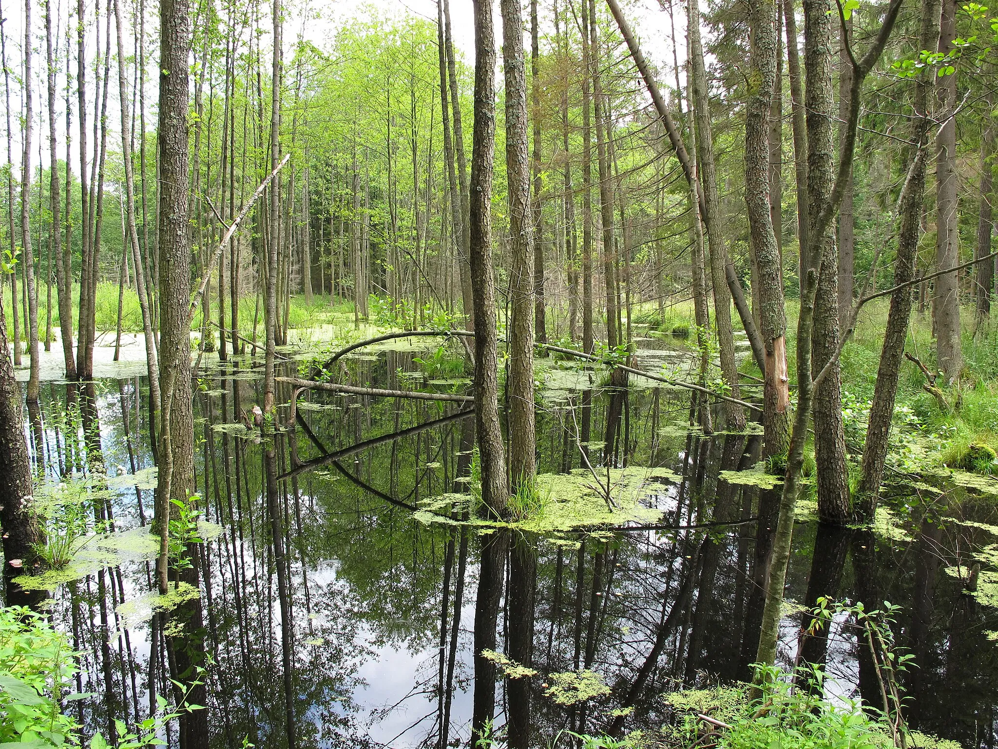 Photo showing: Backwaters of one of the sources of the Bartoszycha stream in Knyszyn Forest seen from road to Czumażówka forester's lodge, gmina Czarna Białostocka, podlaskie, Poland