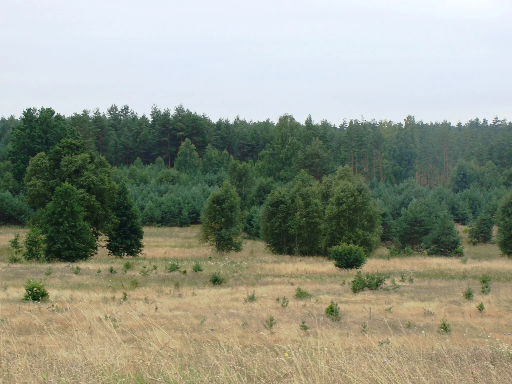 Photo showing: okolice Płaskiej