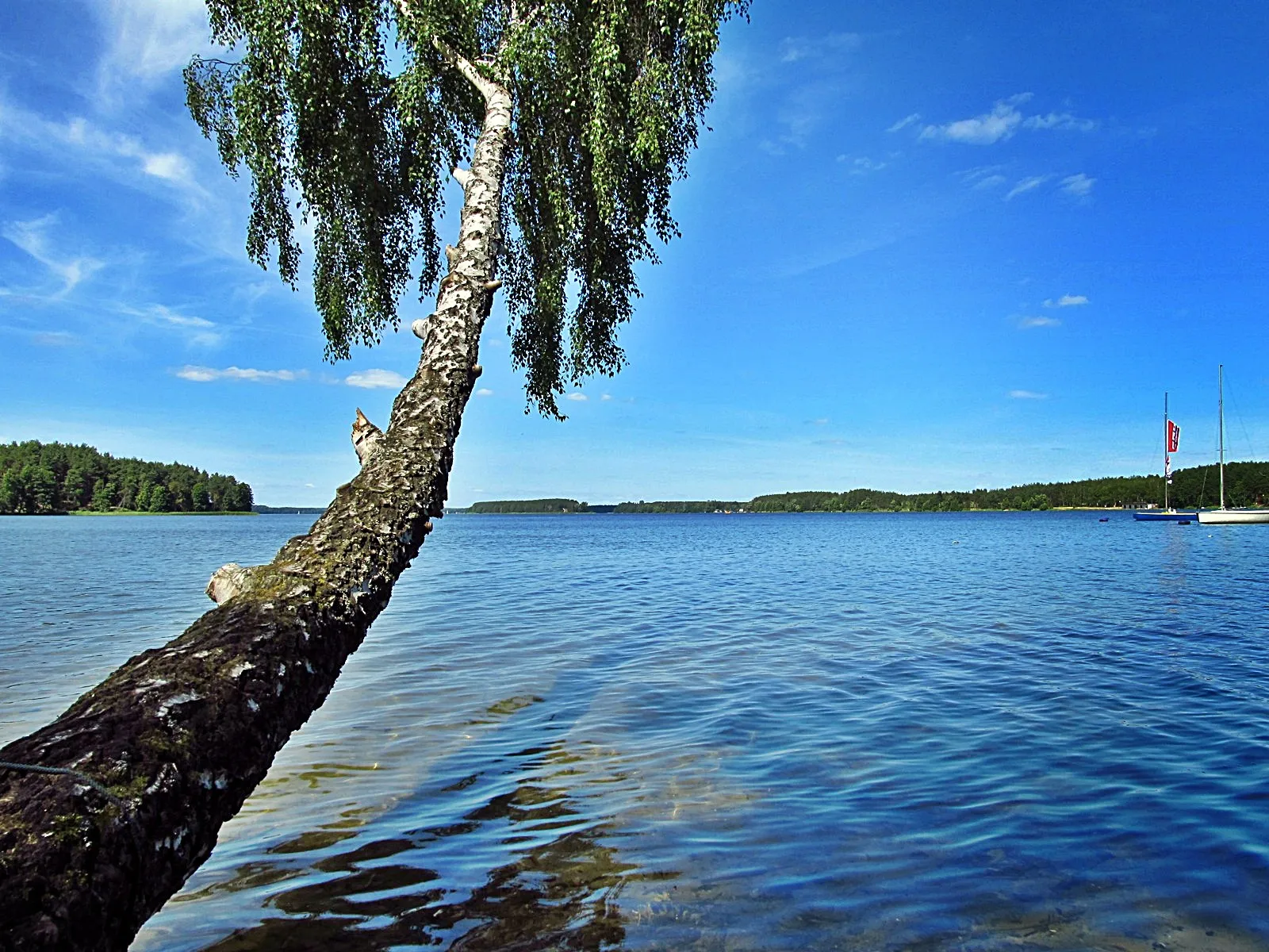 Photo showing: Birch bows Wdzydze