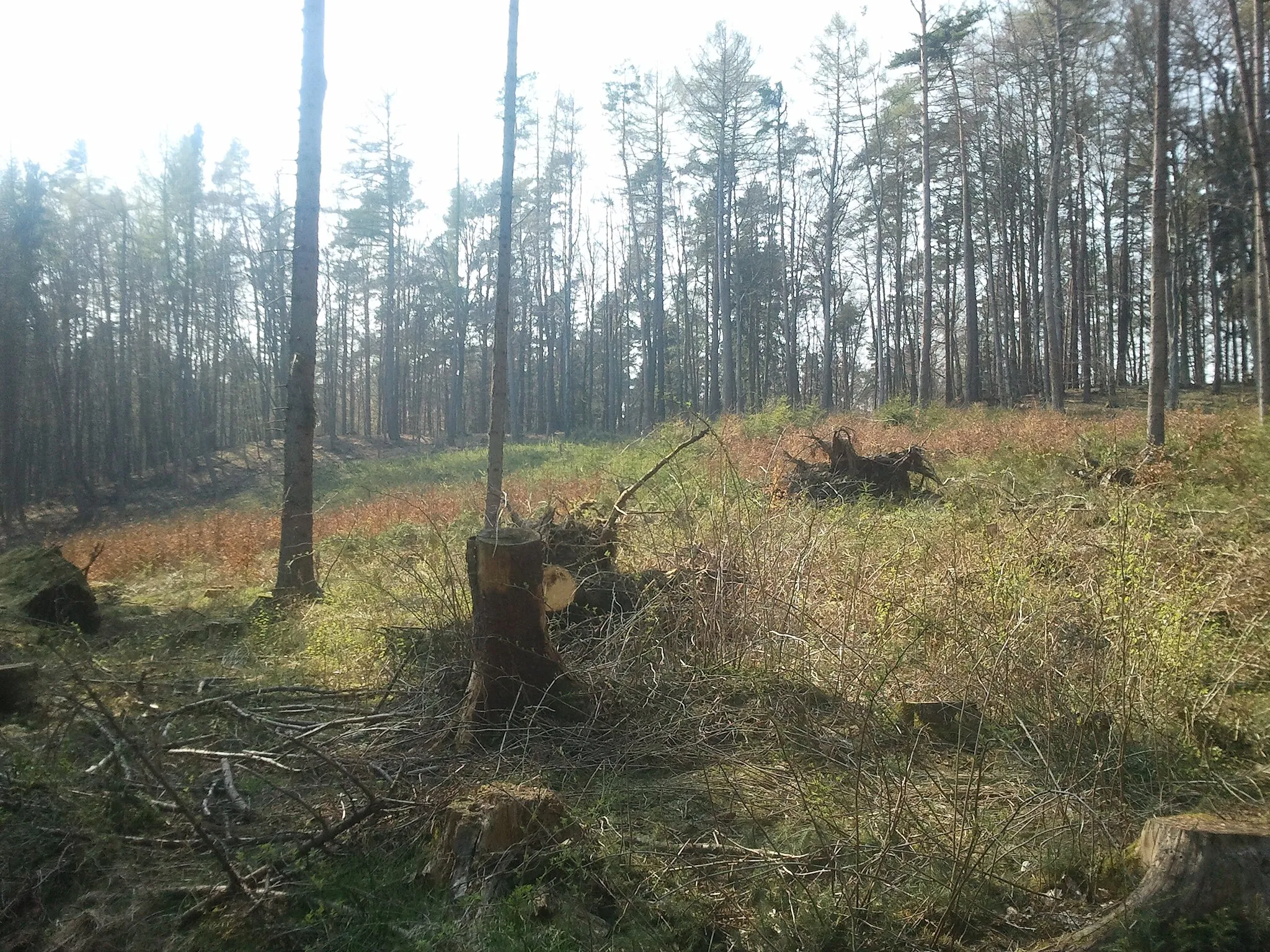 Photo showing: Gdynia Wiczlino - TPK, wycięty las między Krzyżową Górą i polaną "Krykulec 2"