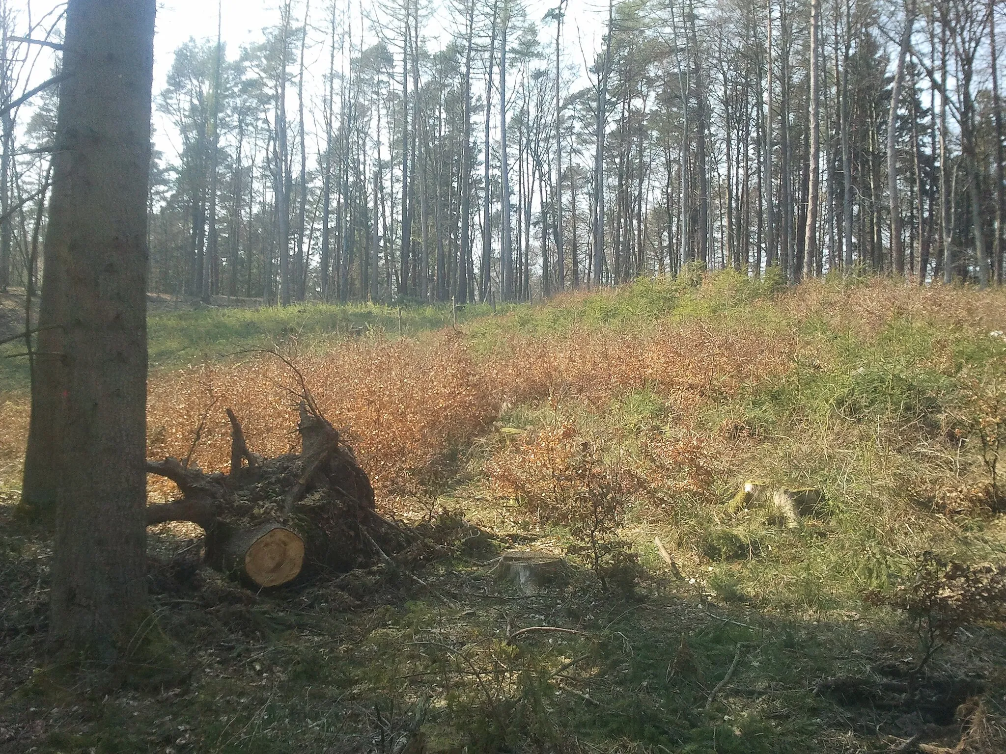 Photo showing: Gdynia Wiczlino - TPK, wycięty las między Krzyżową Górą i polaną "Krykulec 2"