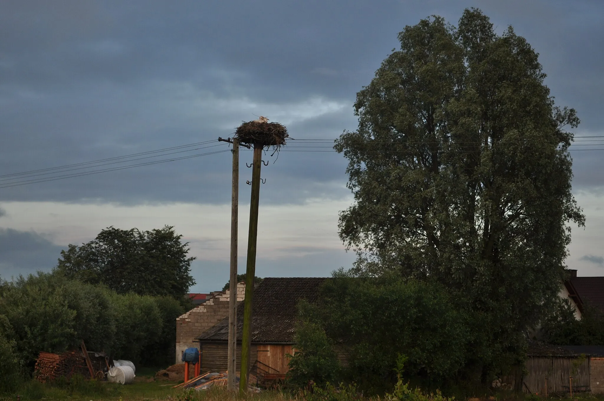 Photo showing: Stork nest in Zalesie, Pomeranian Voivodeship, Poland