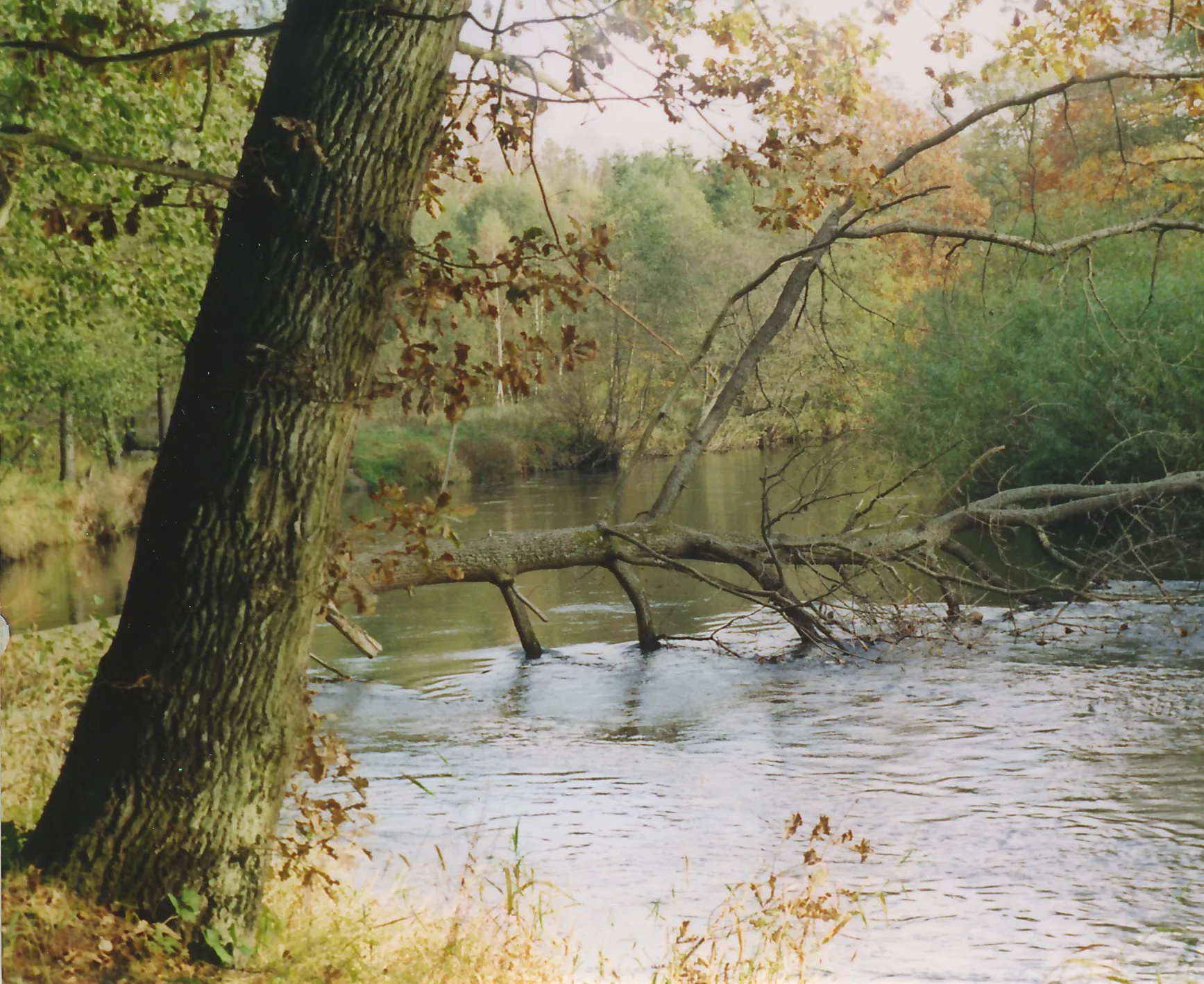 Photo showing: Słupia koło Bydlina