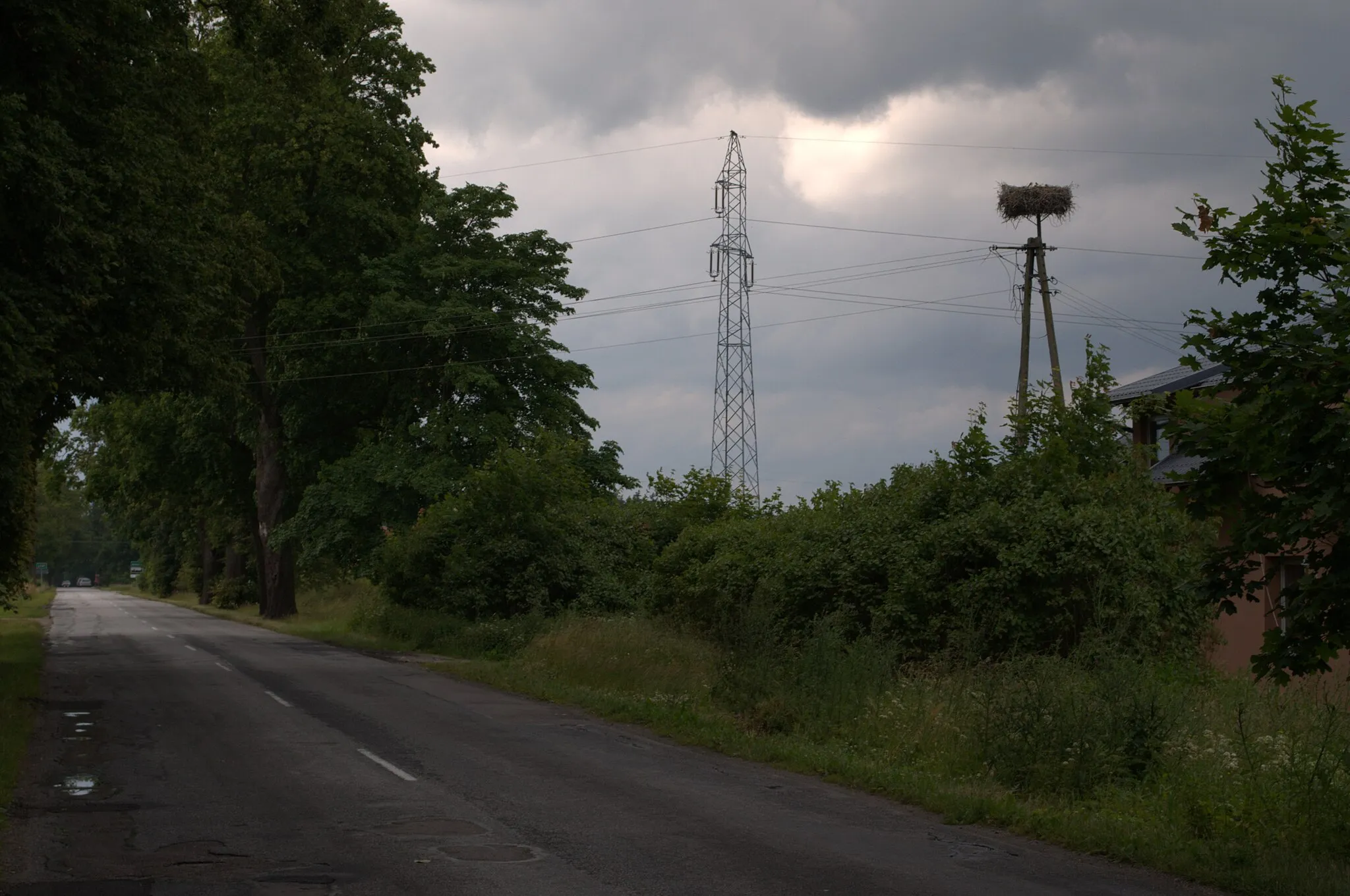 Photo showing: Gniazdo bociana białego w Będominie