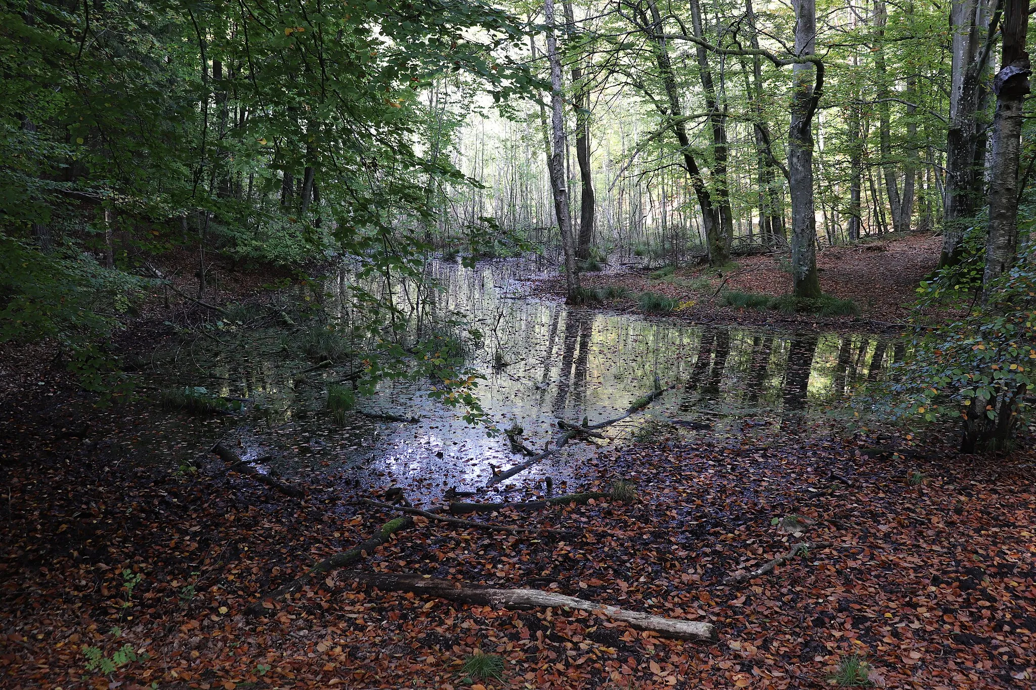 Photo showing: Gdynia - Trójmiasto Landscape Park - Oliwa Forest