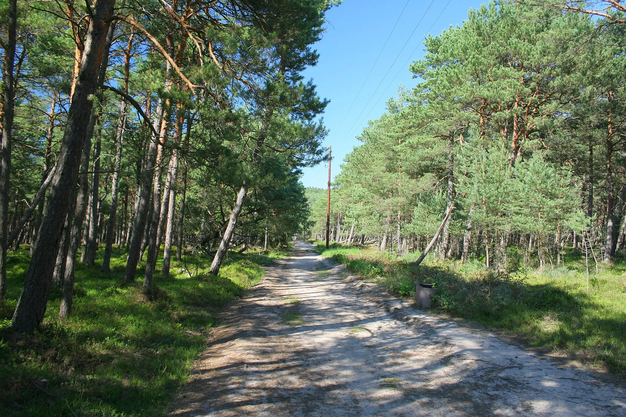 Photo showing: Forest in Czołpino.