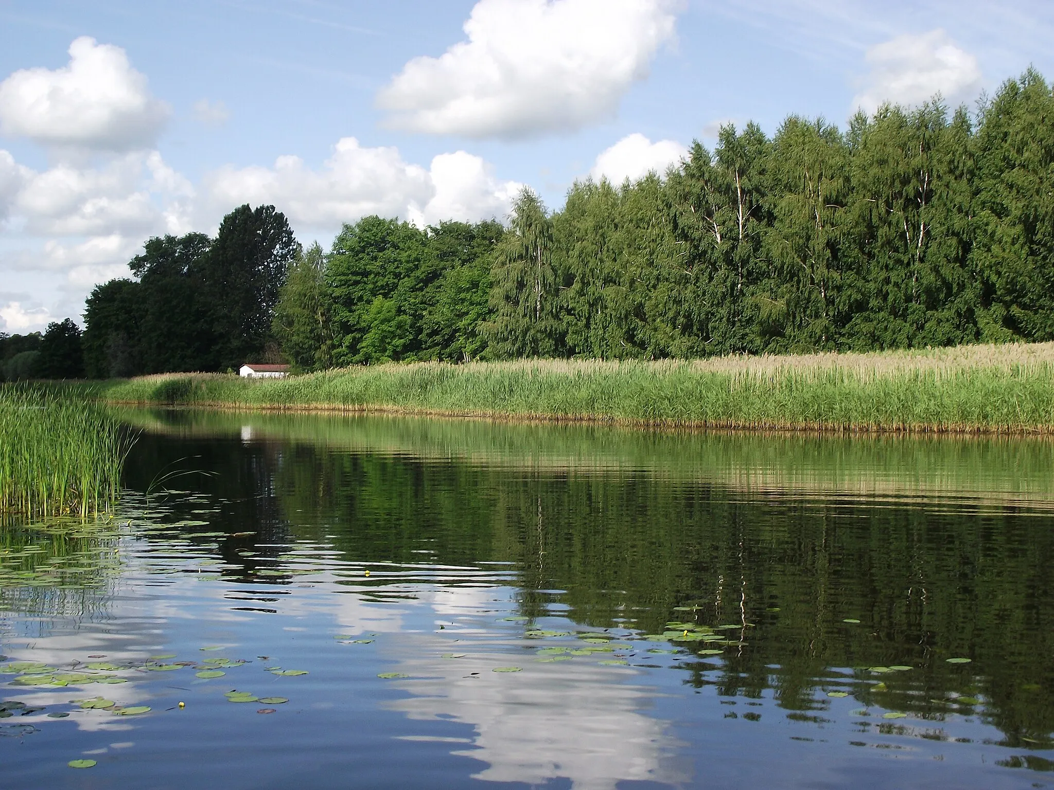 Photo showing: Rzeka Szkarpawa