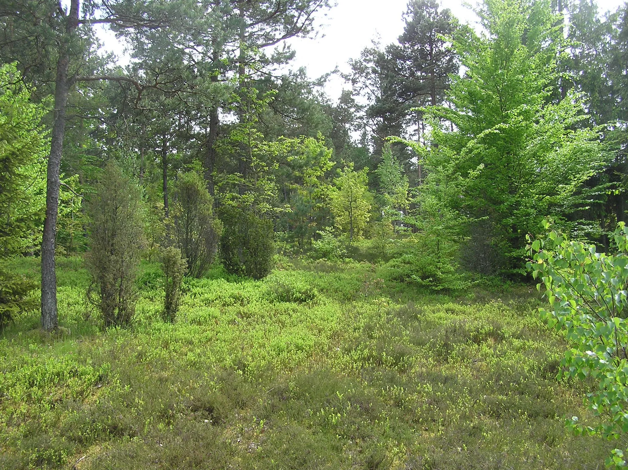 Photo showing: Park krajobrazowy Kaszubski Park Krajobrazowy.