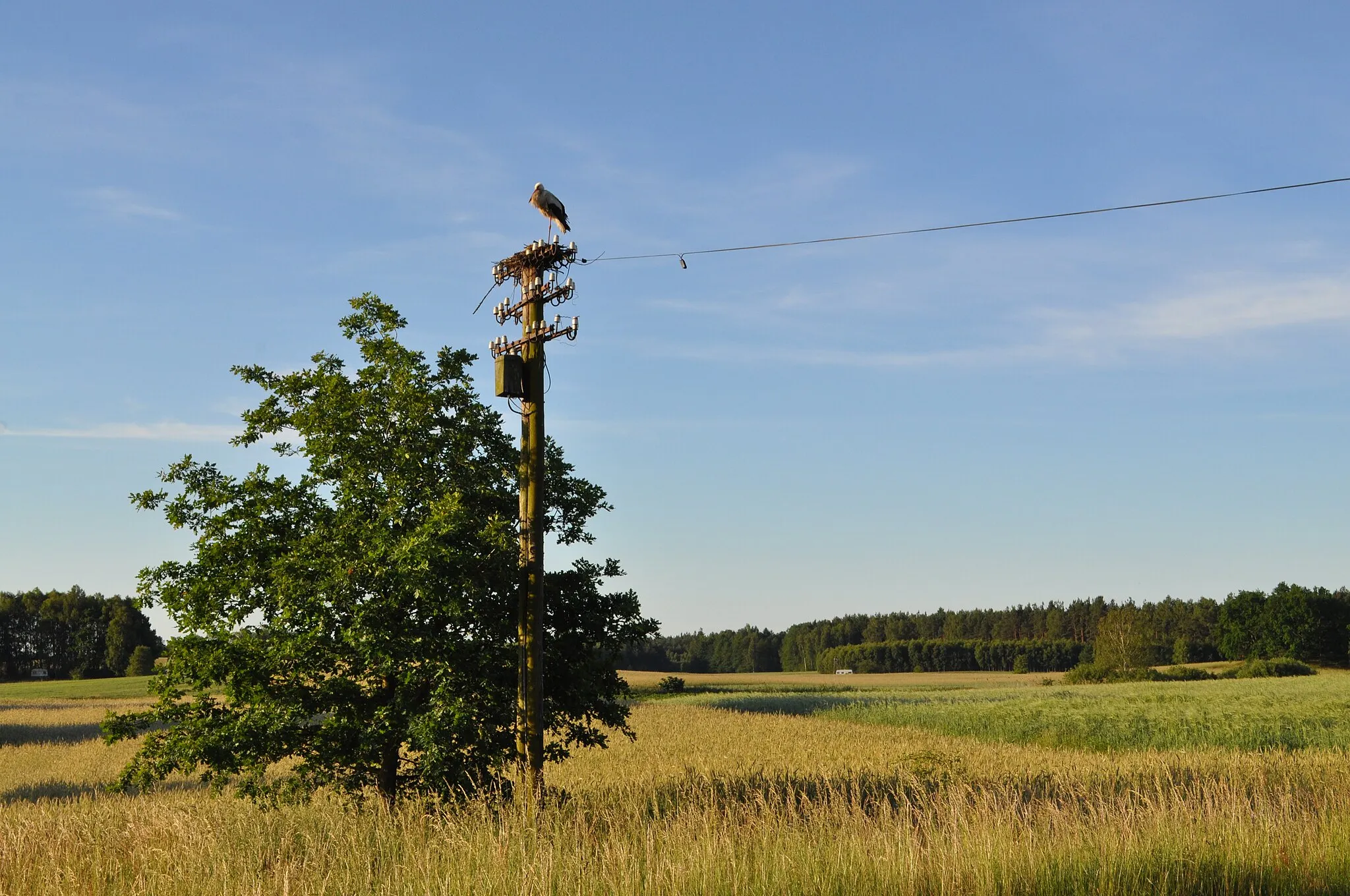 Photo showing: Damaged stork's nest in Wielkie Chełmy, Pomeranian Voivodeship, Poland (rebuilding in progress)