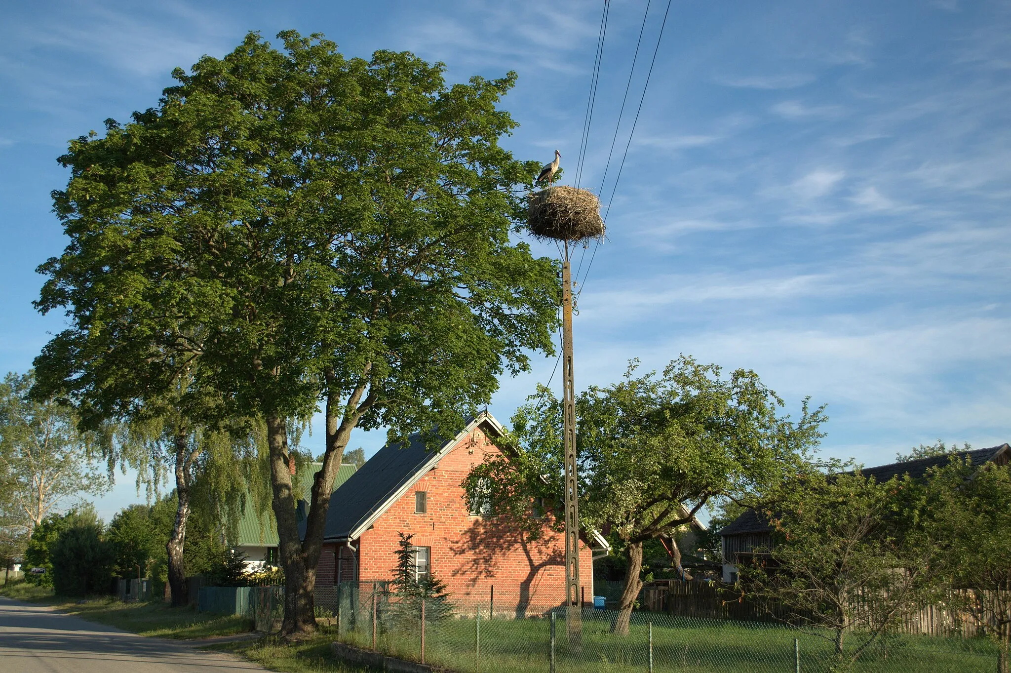 Photo showing: Stork nest in Trzebuń, Pomeranian Voivodeship, Poland