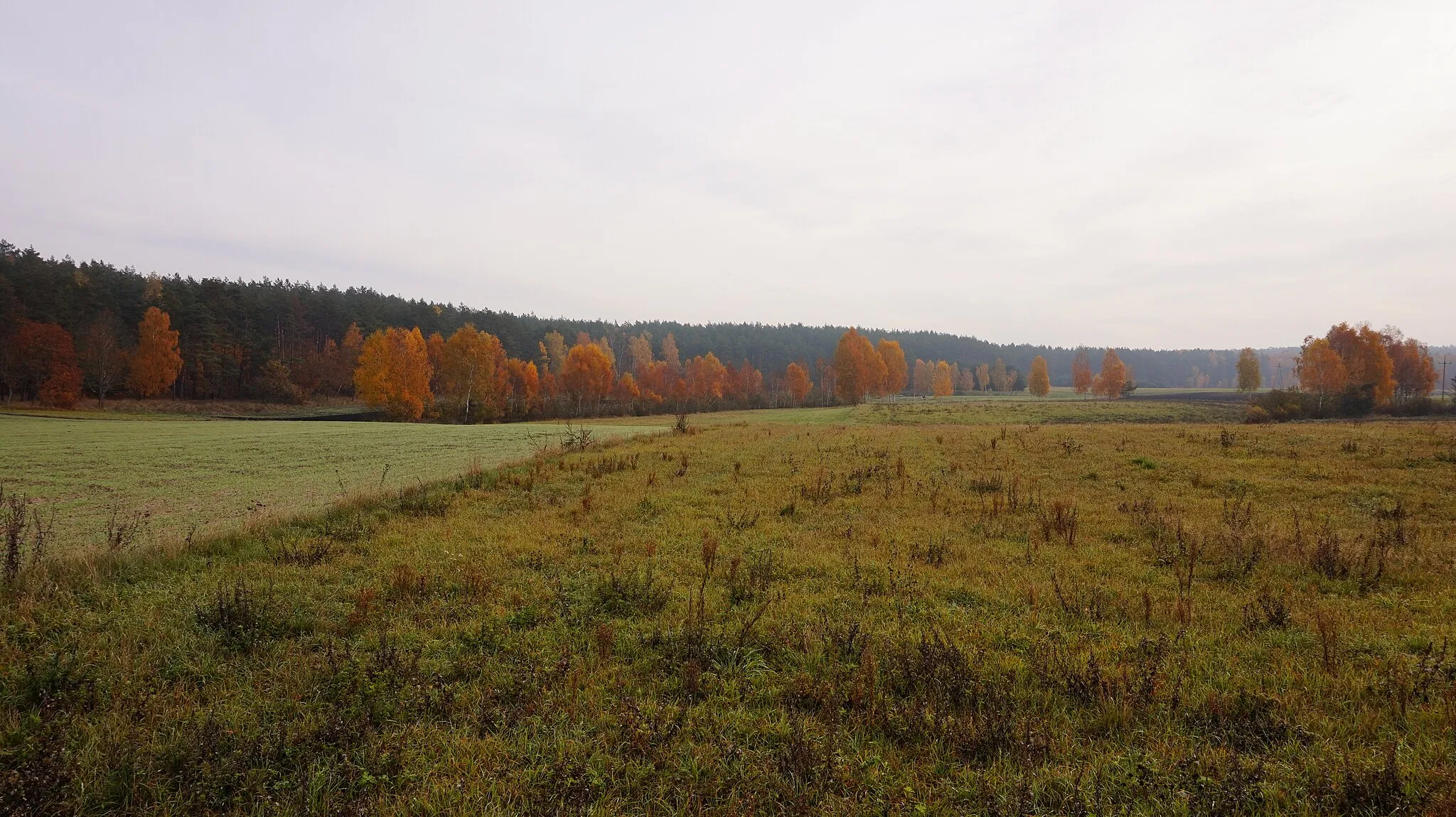 Photo showing: Okolica wsi Trzcińsk