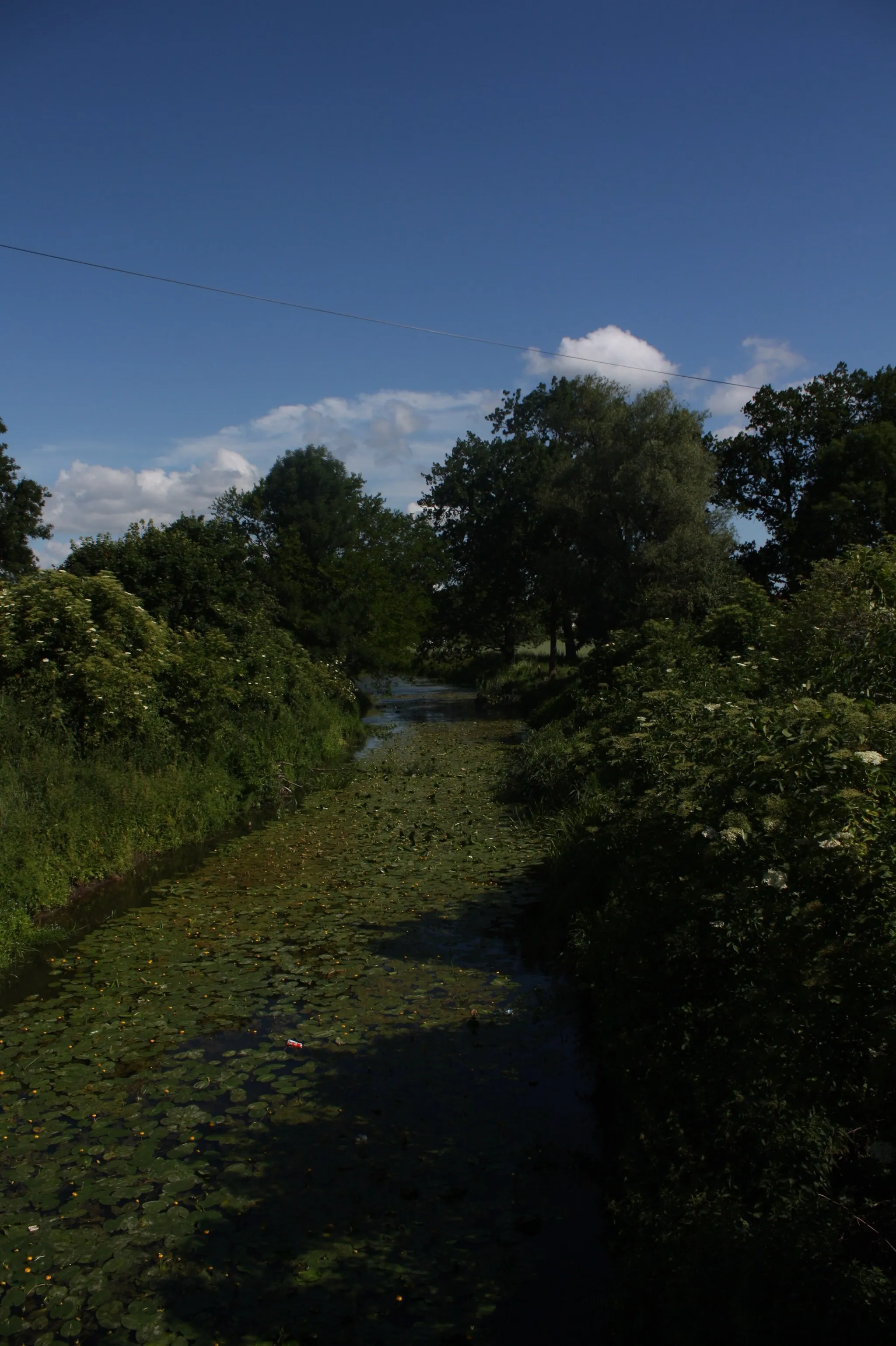 Photo showing: Suchy Dąb