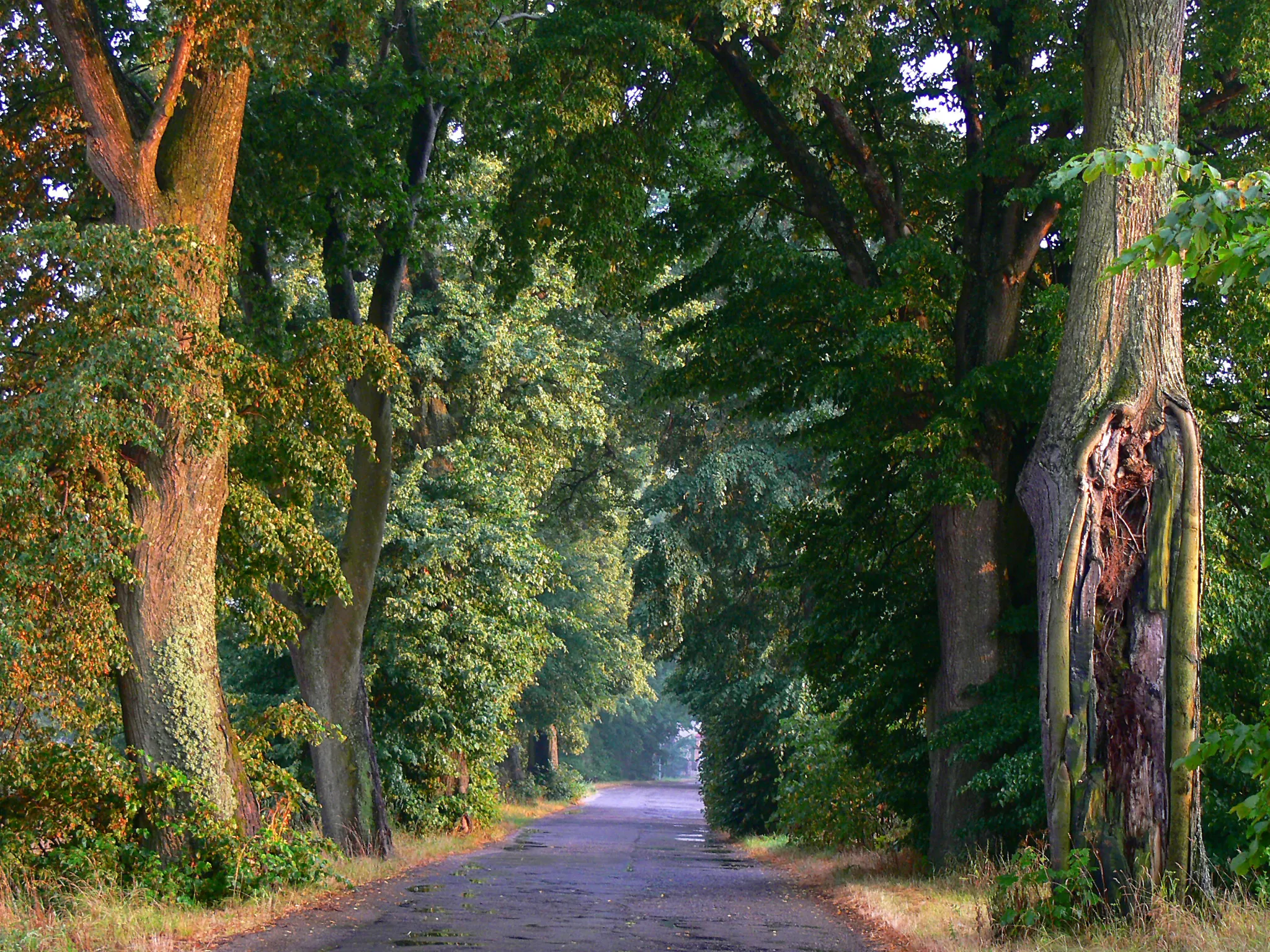 Photo showing: This photograph shows a natural monument of Poland registered under number