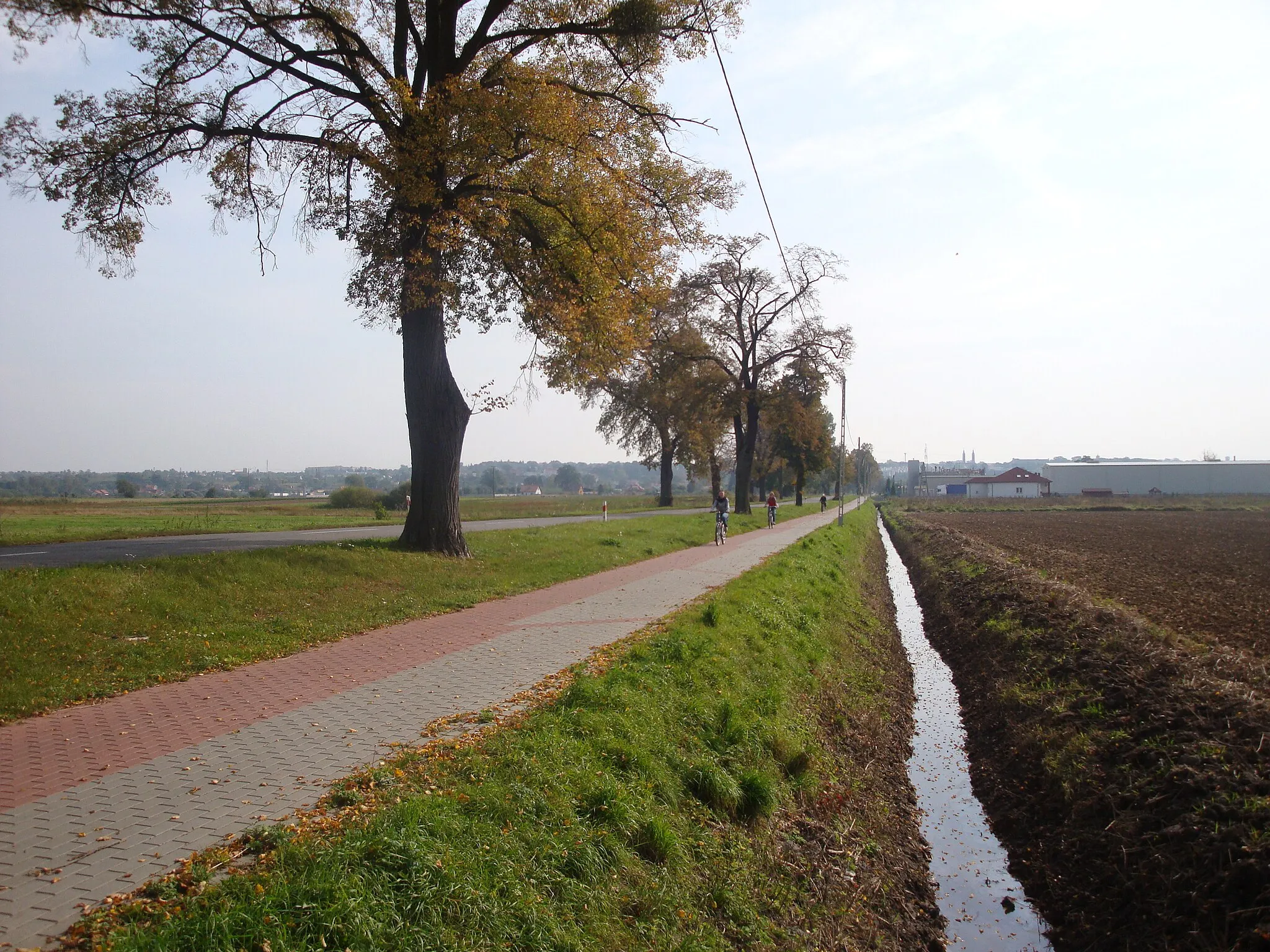 Photo showing: Mareza-village near Kwidzyn, Poland. Cycle lane from Kwidzyn to Korzeniewo