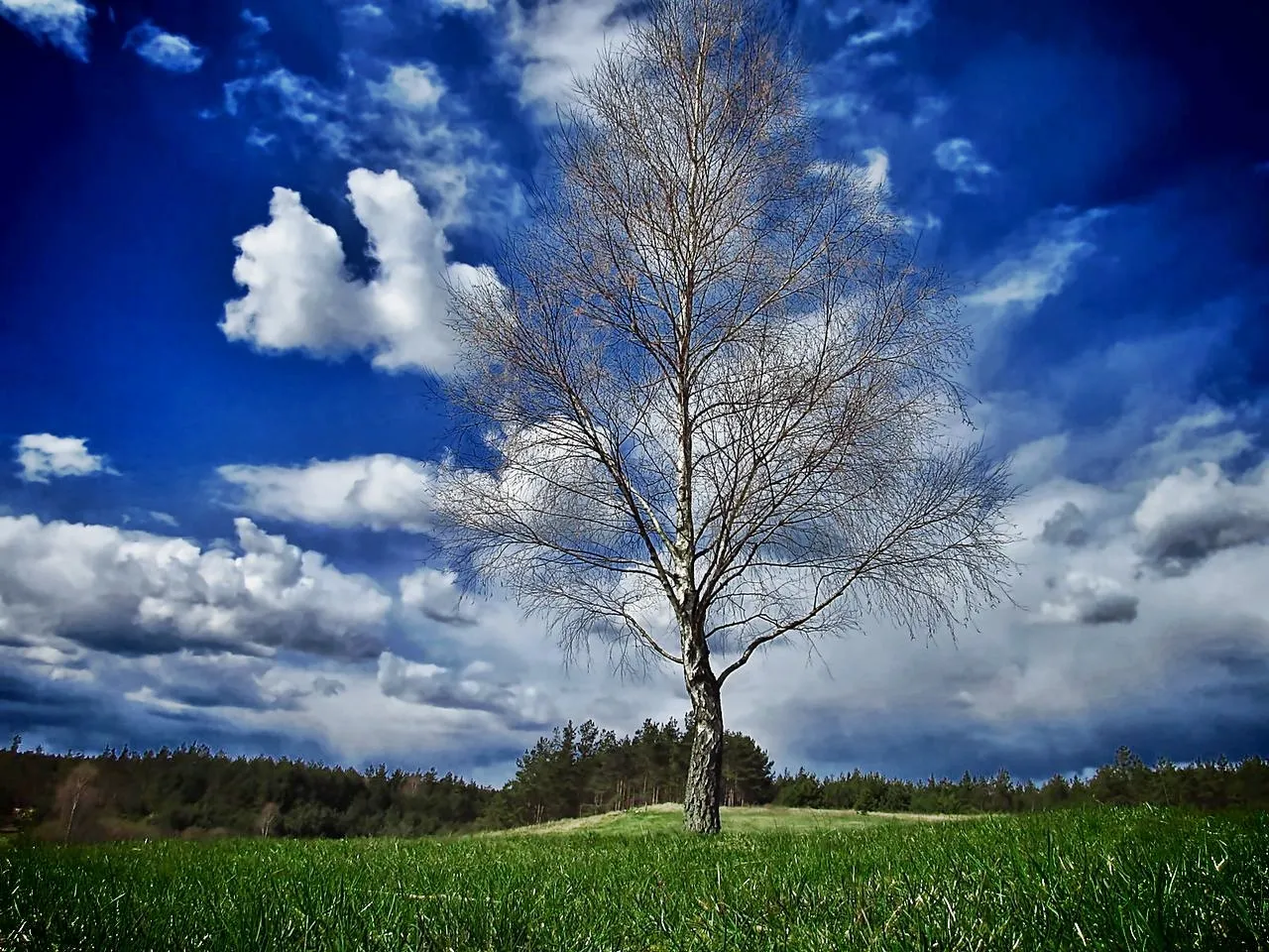 Photo showing: lonely birch