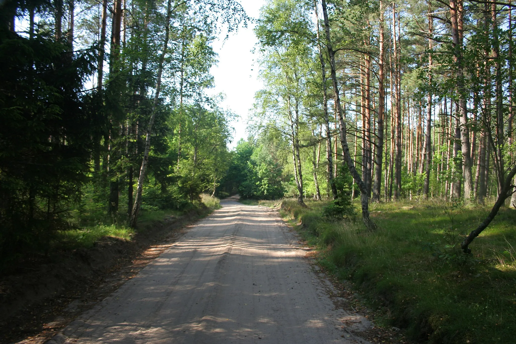 Photo showing: Darżlubski Forest, road Mała Piaśnica-Domatówko.