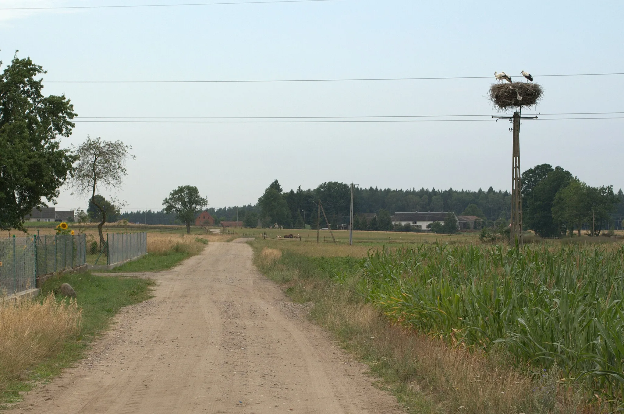 Photo showing: Gniazdo bociana białego w Cegielni (Malachin), woj. pomorskie