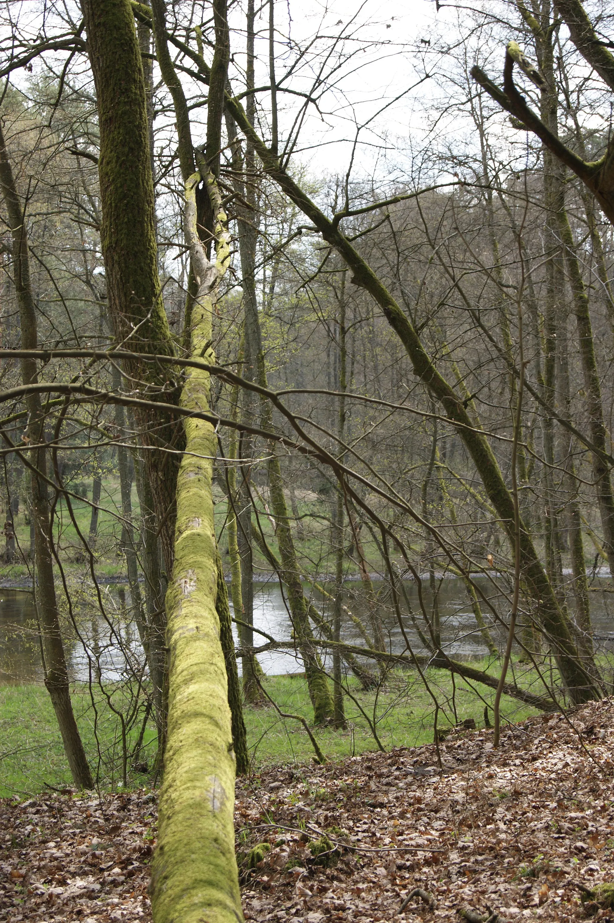 Photo showing: powalone drzewo