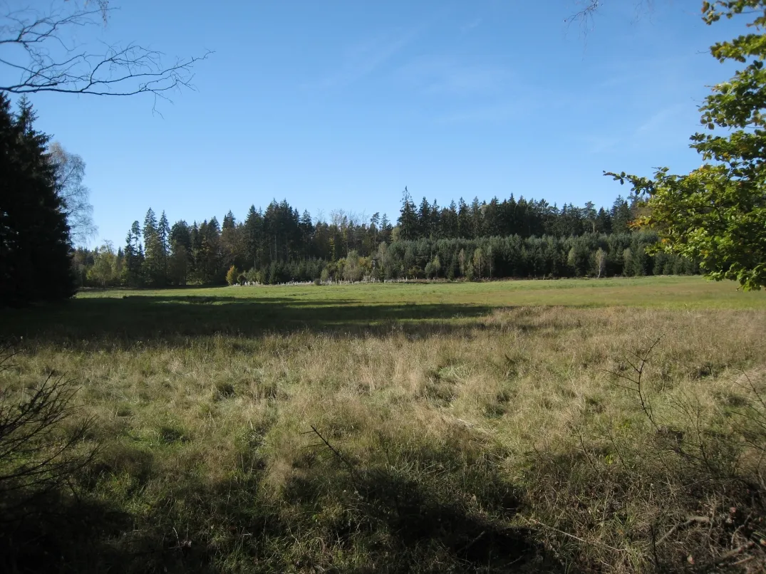 Photo showing: Jodłowno - polana, szkółka i ambona.