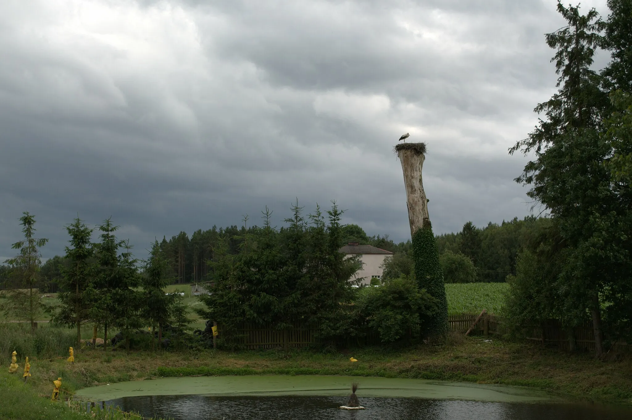 Photo showing: Stork nest in Czarnowo, Pomeranian Voivodeship, Poland