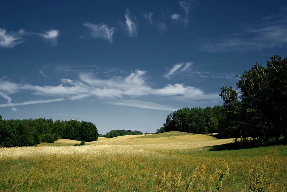 Photo showing: Borowy Las