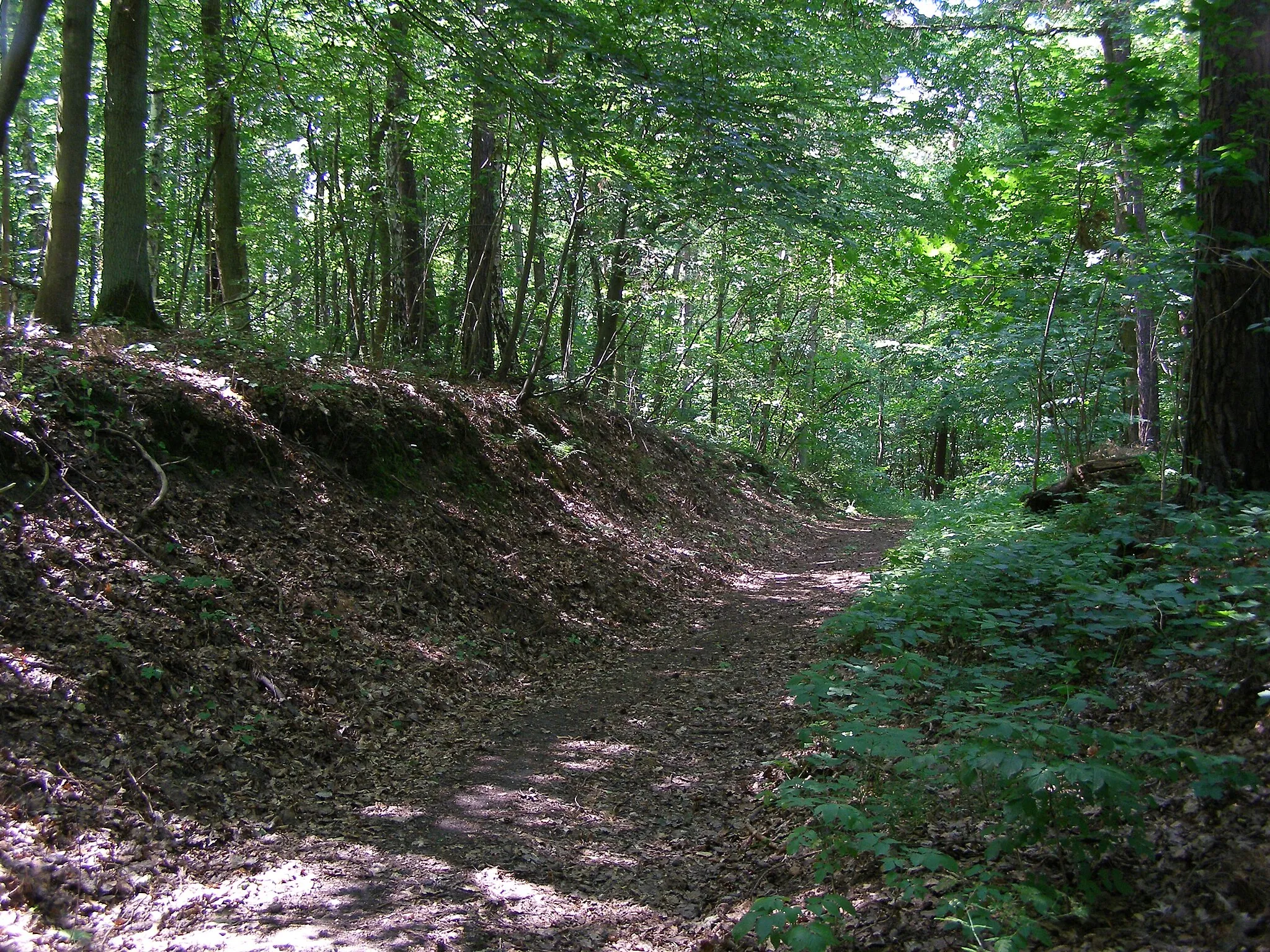 Photo showing: Bąkowo - forest of the Straszyńskie lake