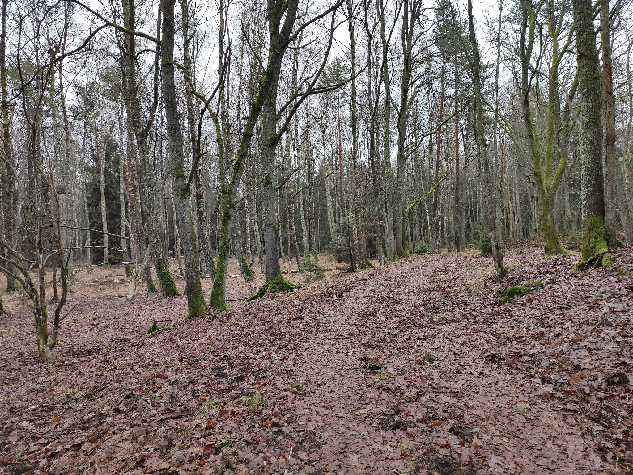 Photo showing: Eurovelo R 10, Żarnowska, okres Lębork, Pomořské vojvodství, Polsko