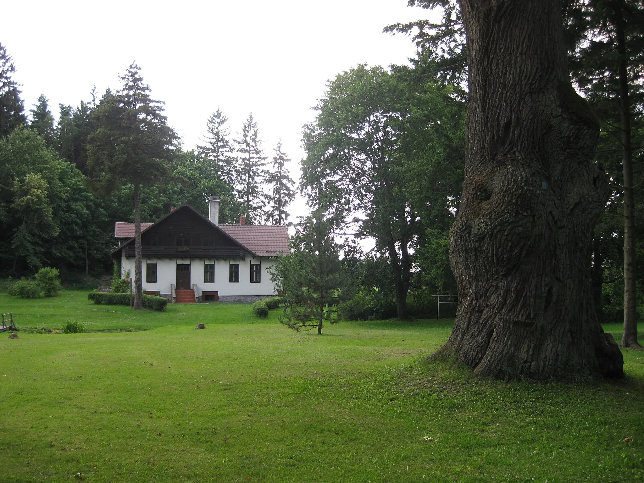 Photo showing: na pierwszym planie Dąb Łokietka, na drugim planie oddział Laska nadleśnictwa Przymuszewo
Laska, gmina Brusy, powiat chojnicki, województwo pomorskie, Polska