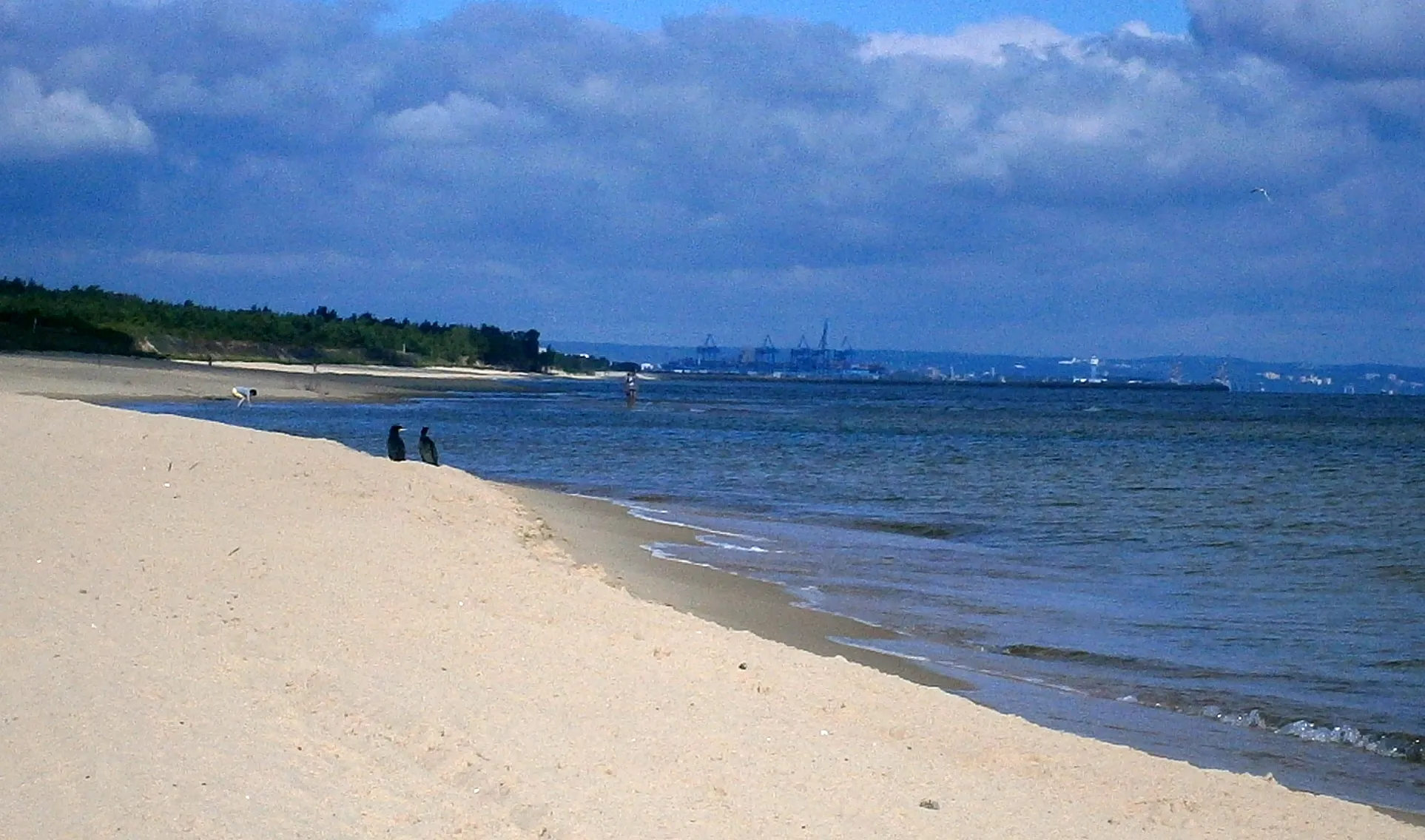 Photo showing: Plaża na Wyspie Sobieszewskiej, ranek, kormorany.