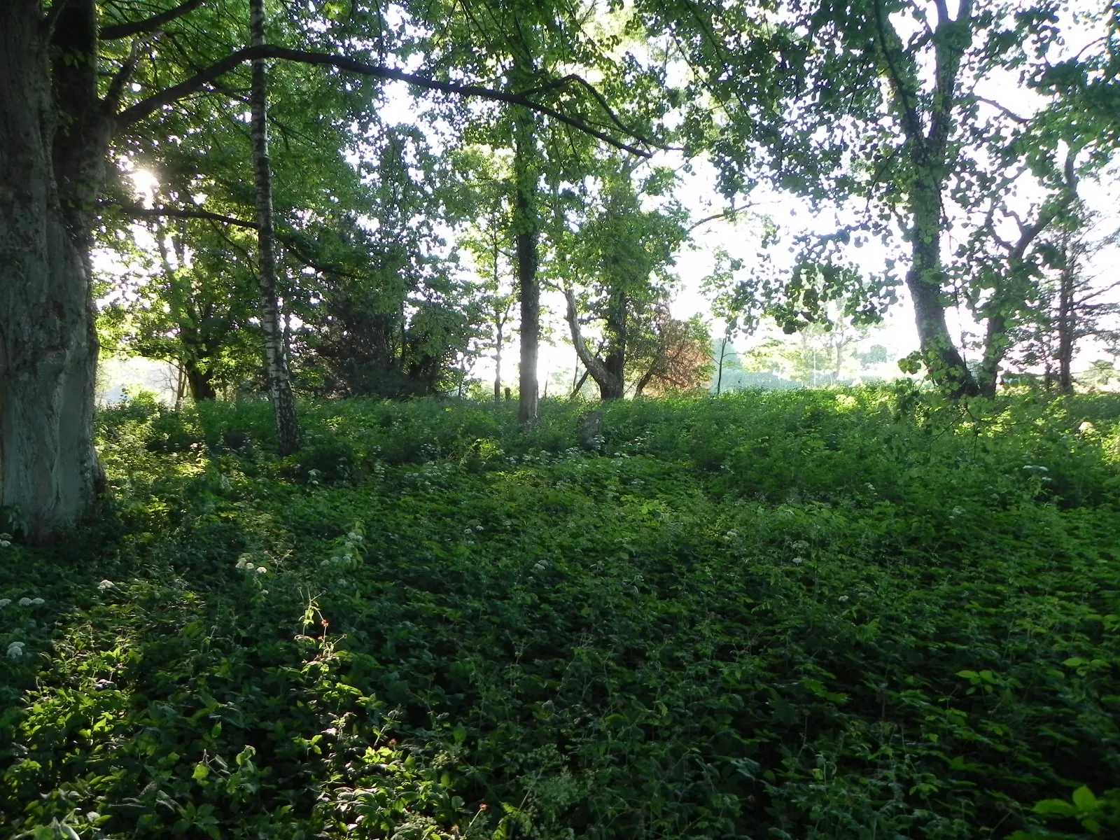 Photo showing: Borkowo Lęborkie - old cemetery