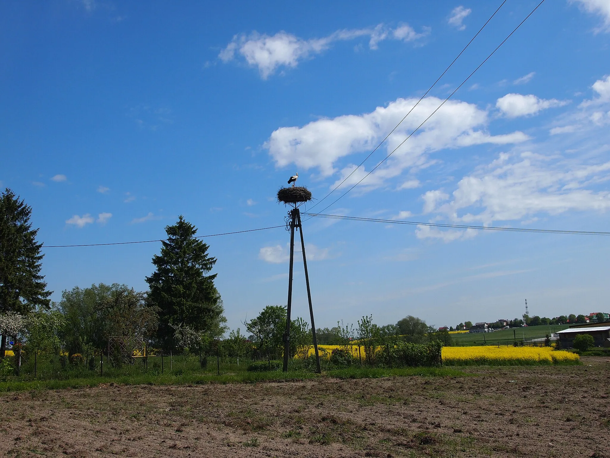 Photo showing: Sztum - bocianie gniazdo przy DW 603