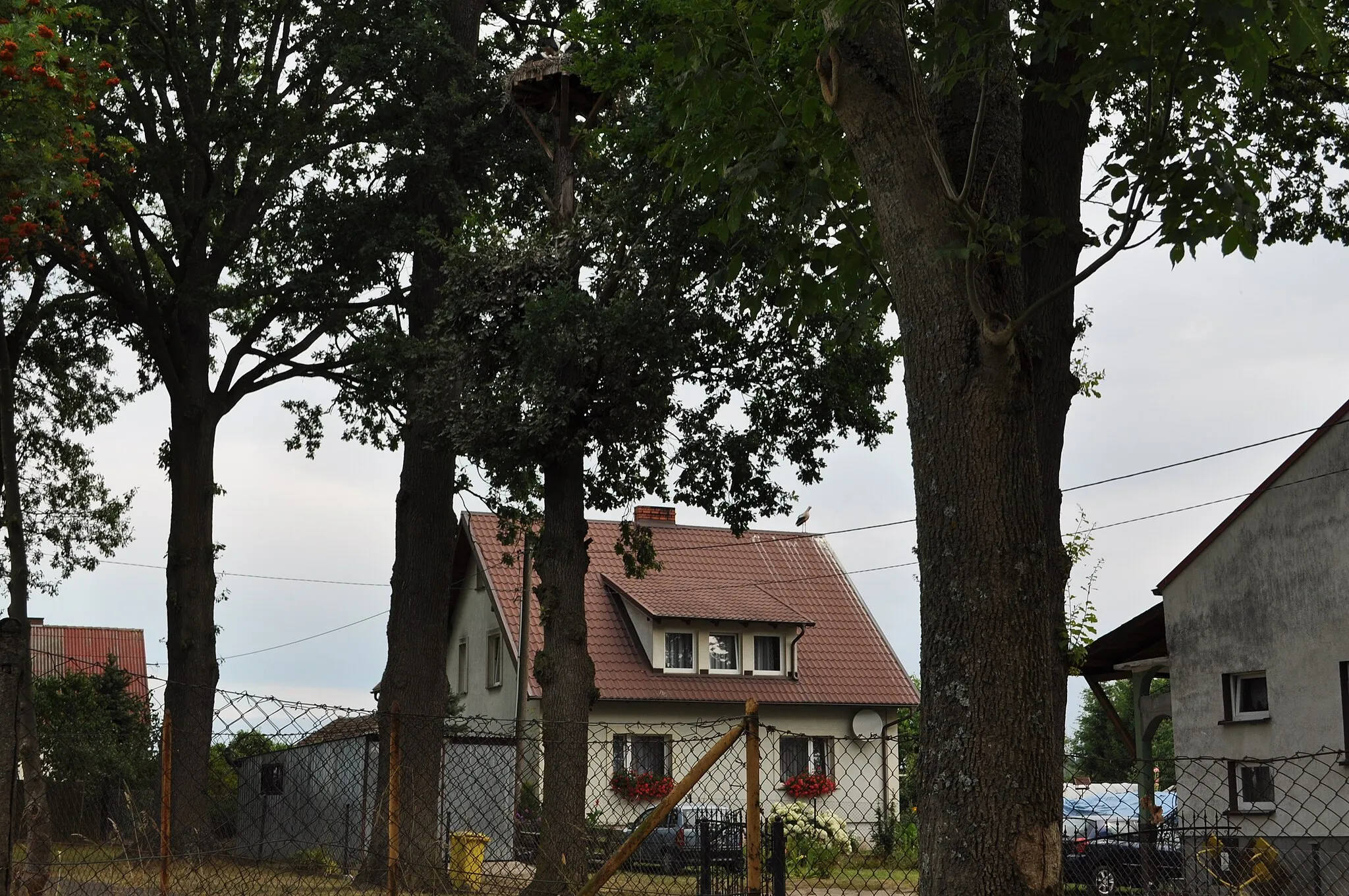 Photo showing: Gniazdo bociana białego w Cisewiu, woj. pomorskie