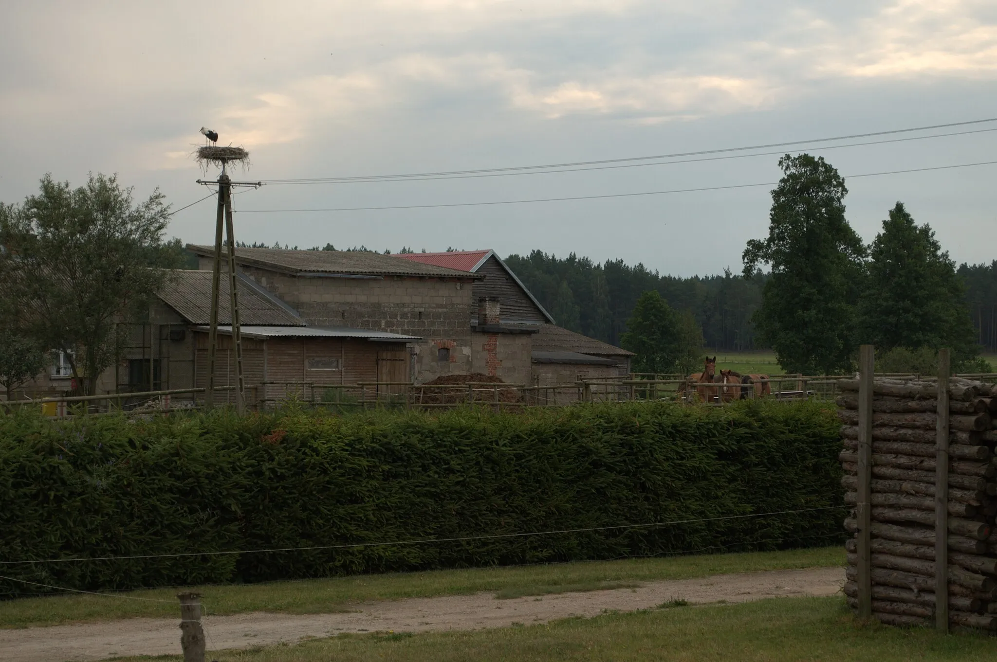 Photo showing: Gniazdo bociana białego w Cisewiu, przy drodze Kąty-Miedzno (nad Wdą), woj. pomorskie