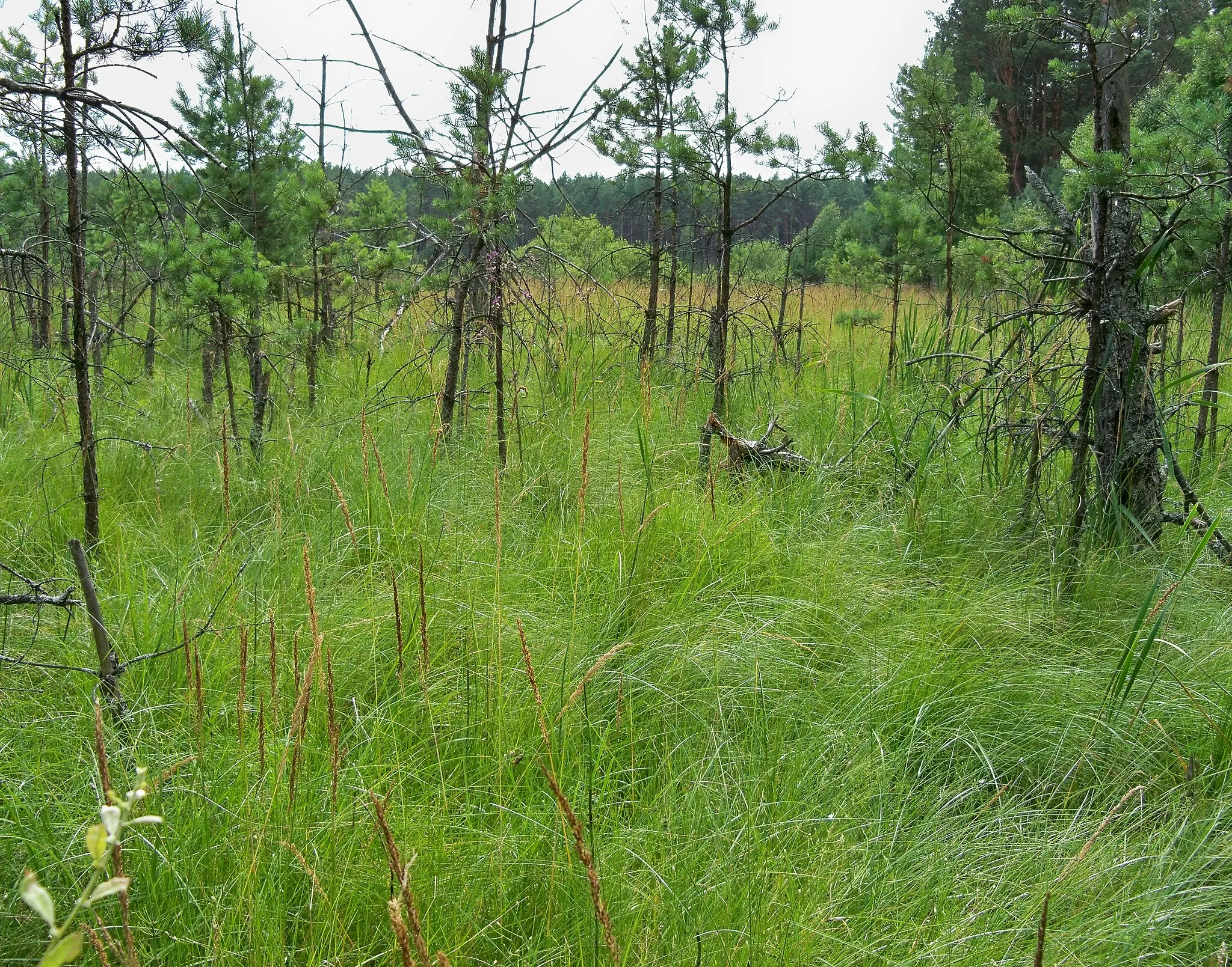 Photo showing: Użytek ekologiczny Kotel. Łąka turzycowa przechodząca w pło paprociowe (Thelypteridi-Phragmitetum) blisko jeziora Stryjek.