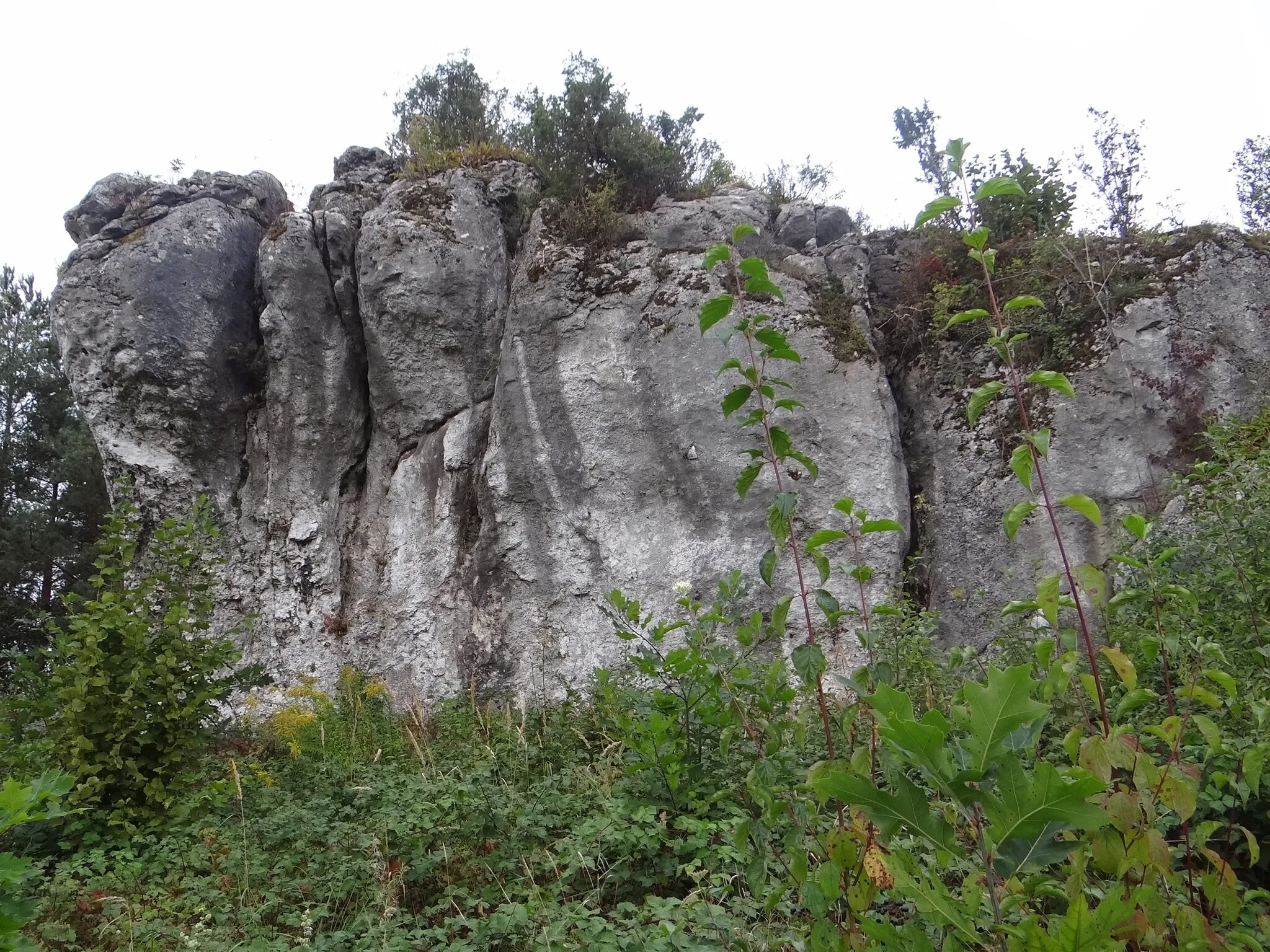 Photo showing: Mur skalny Nietoperze w Piasecznie