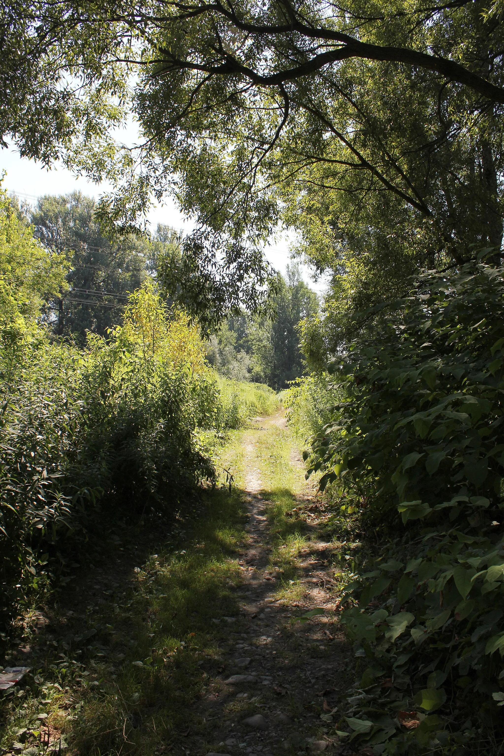 Photo showing: Cesta podél řeky Olše (po pravé straně za porostem), Karviná.