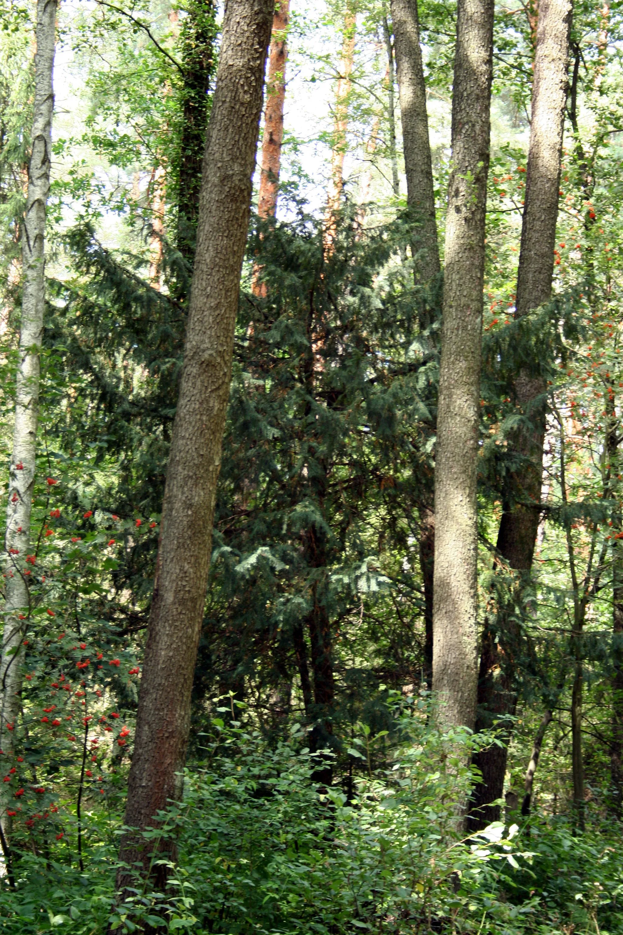 Photo showing: Fragment rezerwatu Cisy w Łebkach, powiat lubliniecki