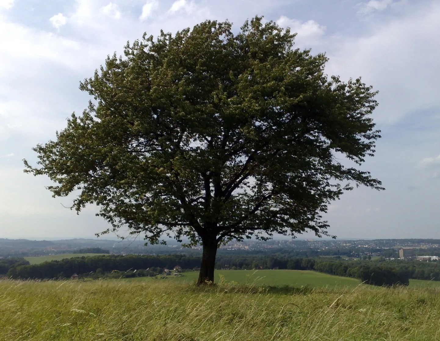 Photo showing: strom nad Skalicí