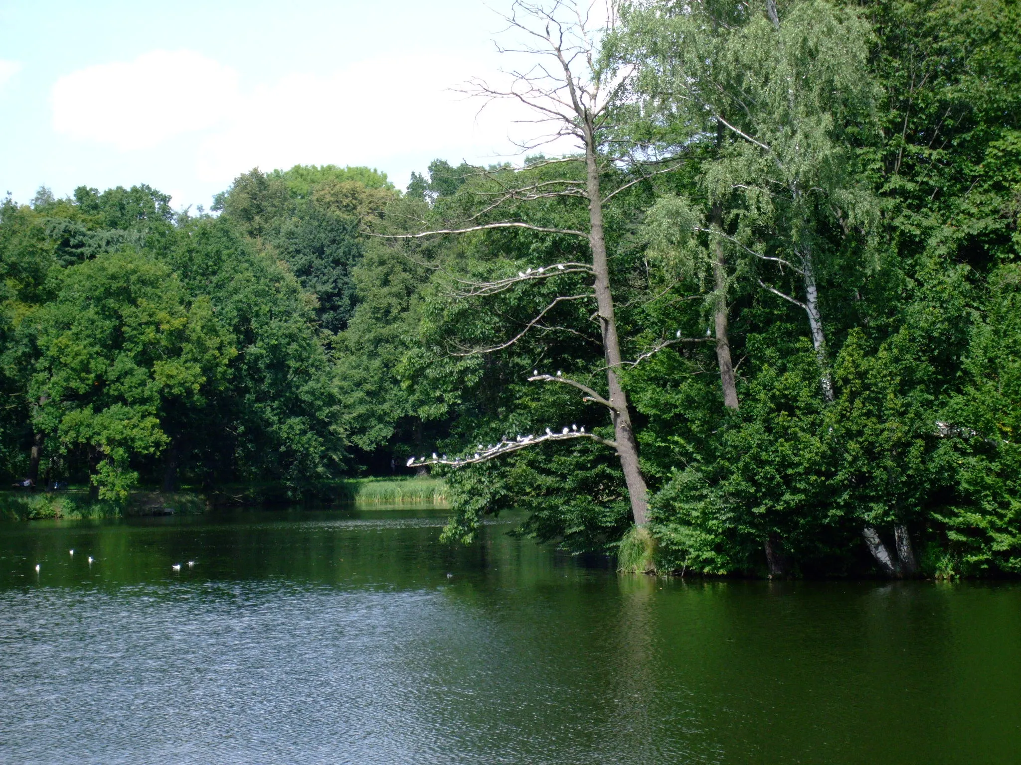 Photo showing: Park w Świerklańcu.