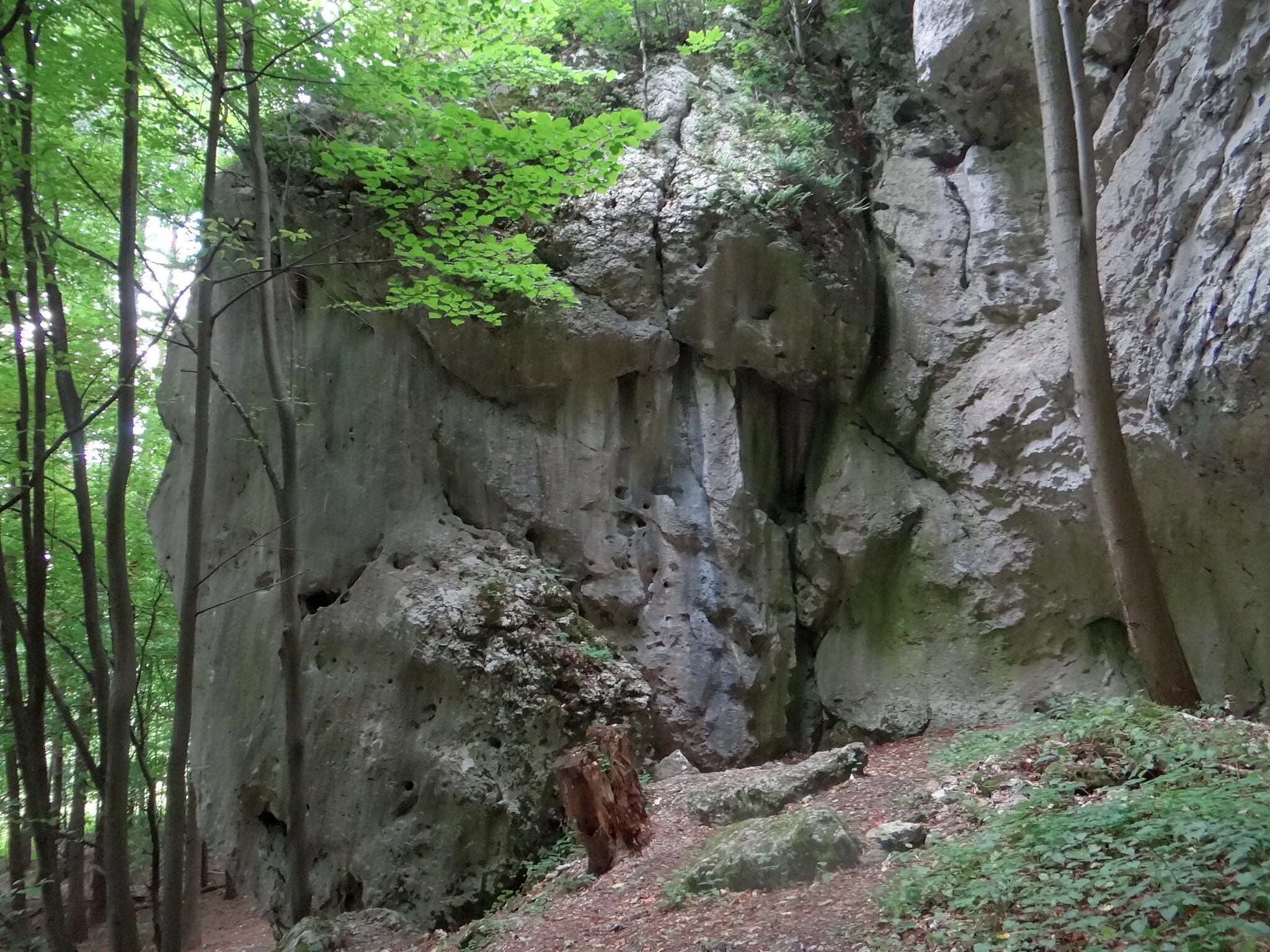 Photo showing: Skała Biedruniowa w Suliszowicach