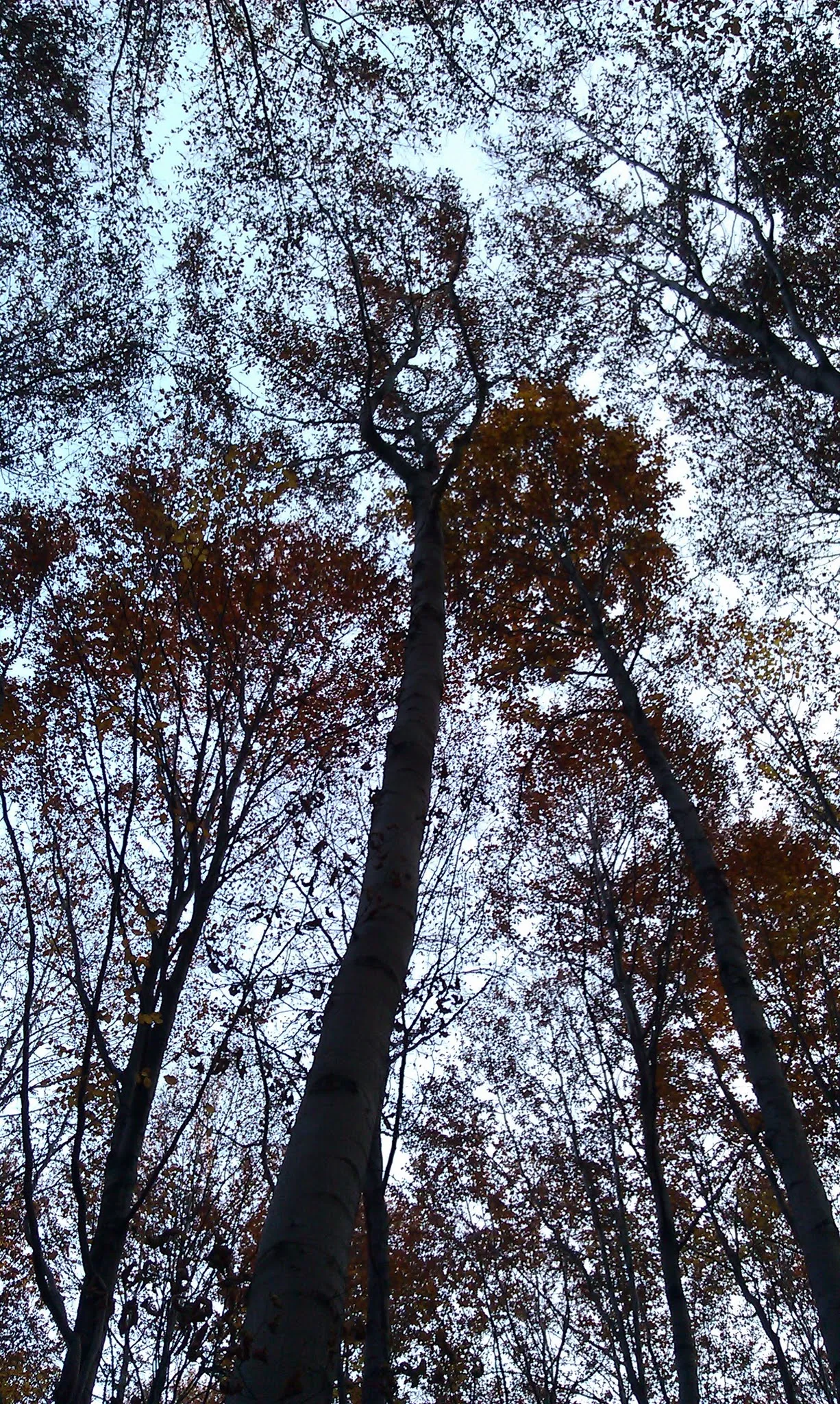 Photo showing: Beech forest