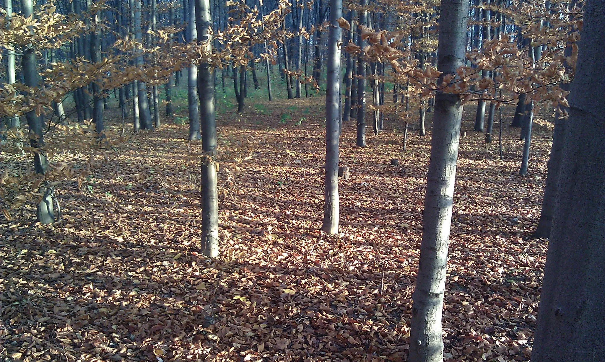 Photo showing: Forest in Grodkow