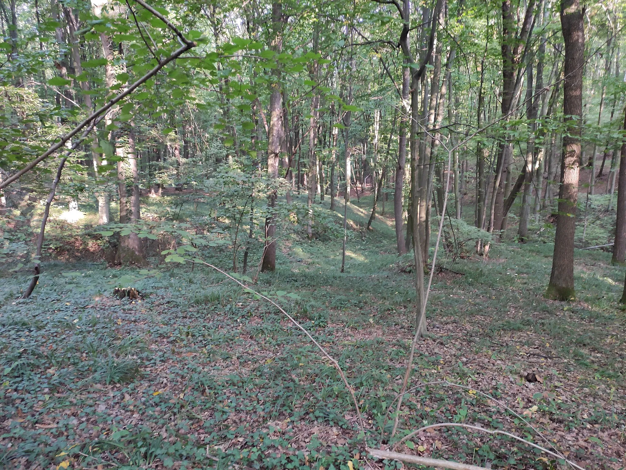 Photo showing: Přírodní rezervace Hněvošický háj, Hněvošice, okres Opava, Opavská pahorkatina, Moravskoslezský kraj, Česko