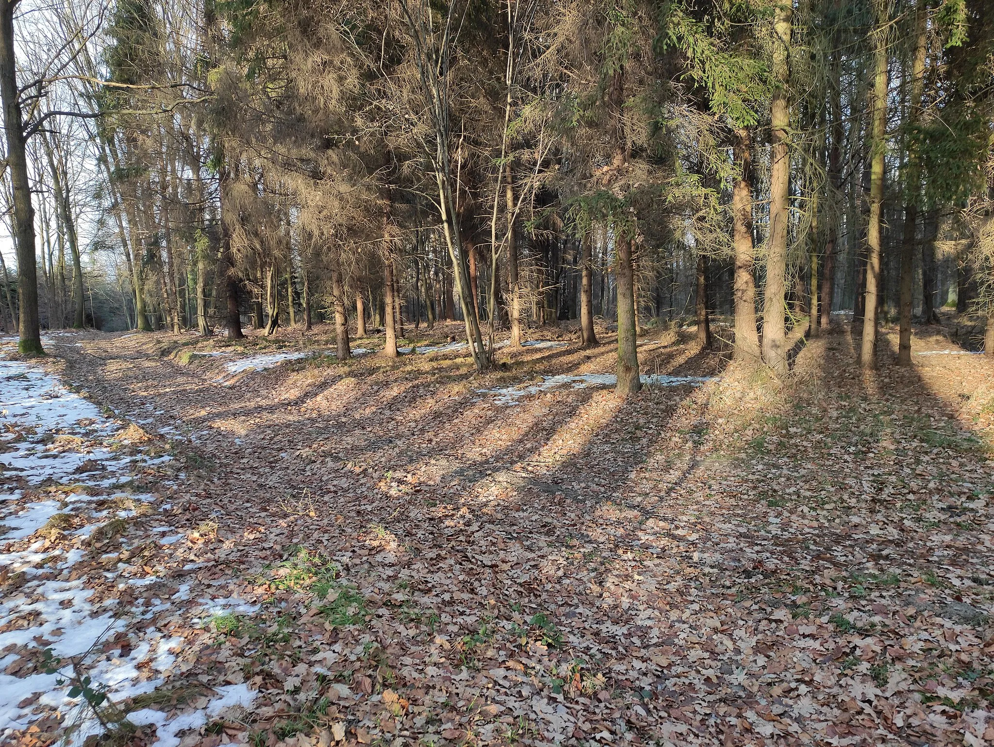 Photo showing: vrchol, Lysý vrch, Opavská pahorkatina, Chuchelná, okres Opava, Moravskoslezský kraj