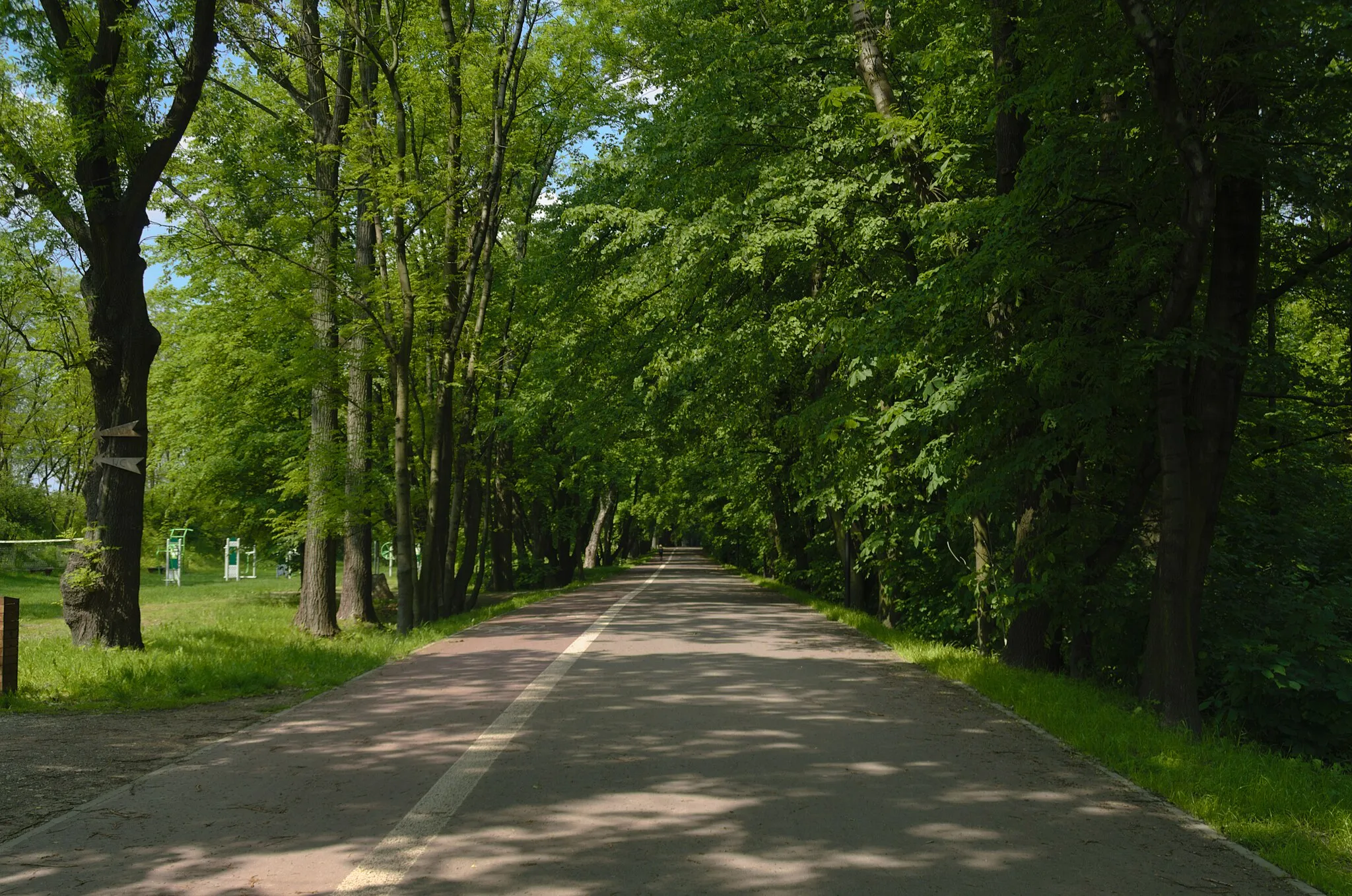 Photo showing: aleja Spacerowa w Siemianowicach Śląskich (Bańgów), po prawej stronie rozpoczyna się las Bażantarnia