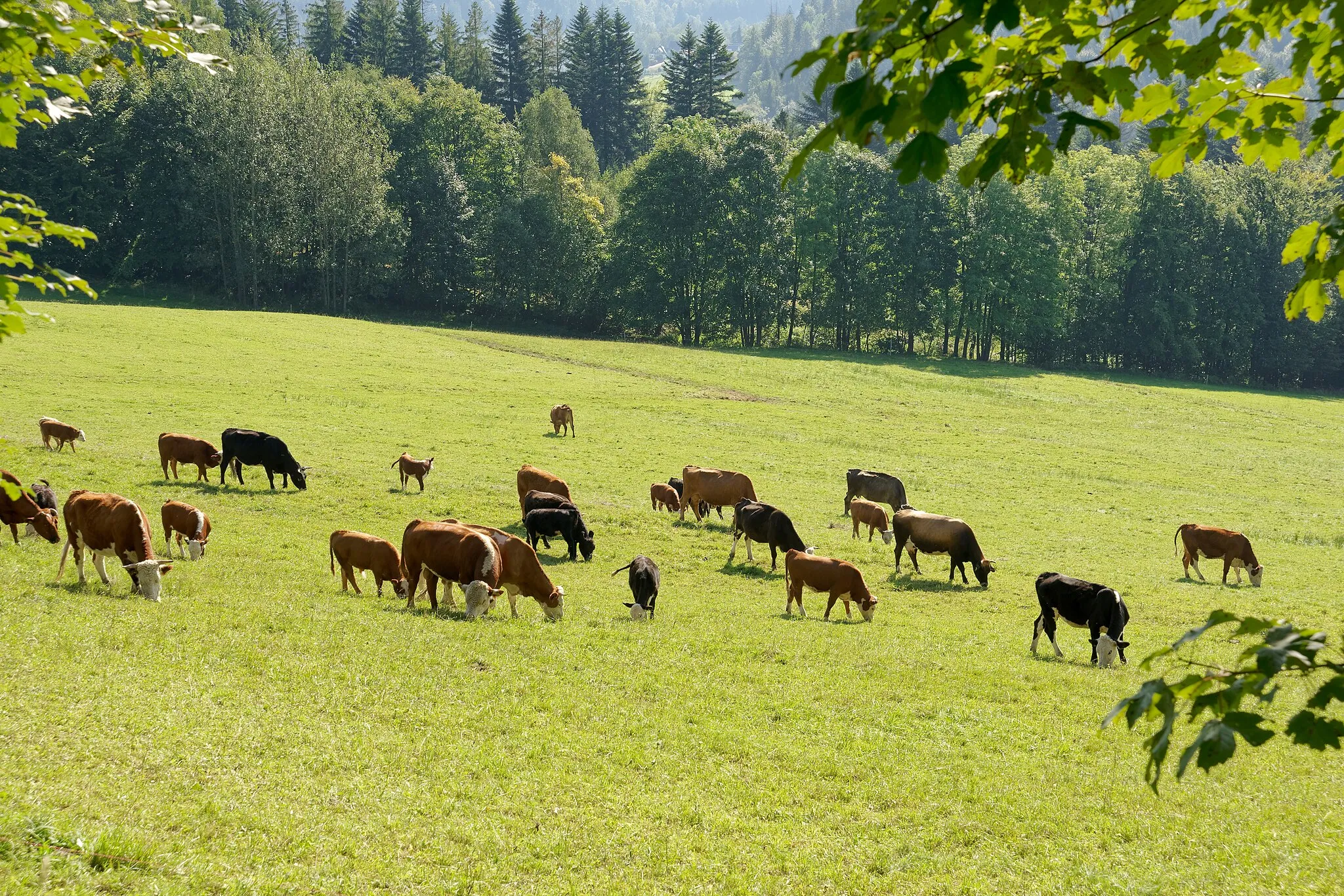 Photo showing: Stado krów na polu w Wiśle w Beskidzie Śląskim