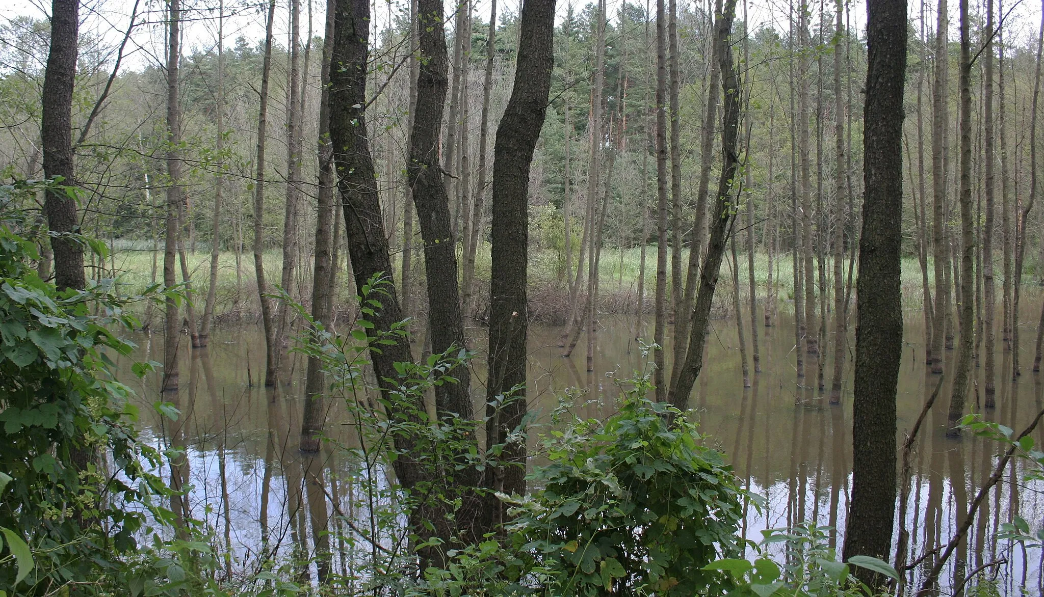 Photo showing: Zbiornik wodny na rzece Przegędza, przy granicy Rybnika z gminą Czerwionka-Leszczyny.
